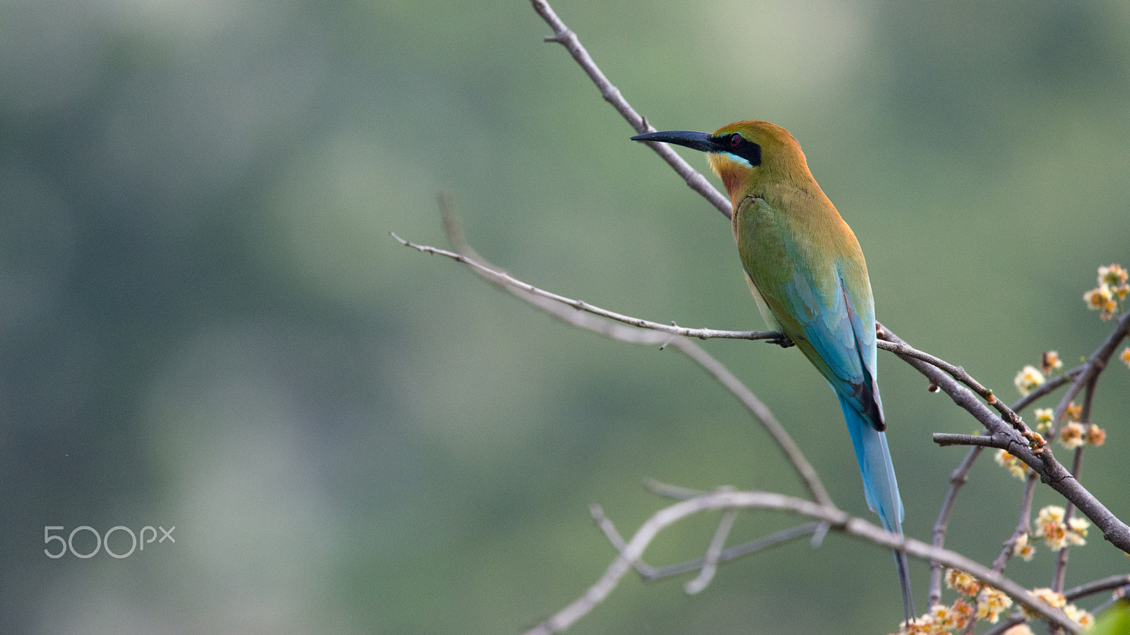 Nikon Nikkor AF-S 300mm F4E PF ED VR sample photo. This is not a painting photography