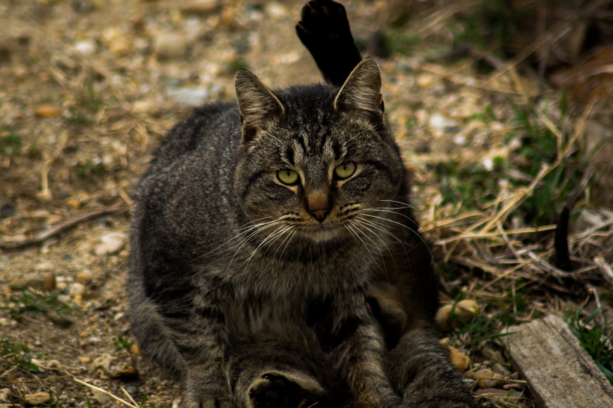 Sony SLT-A58 + Tamron SP 24-70mm F2.8 Di VC USD sample photo. Cat photography