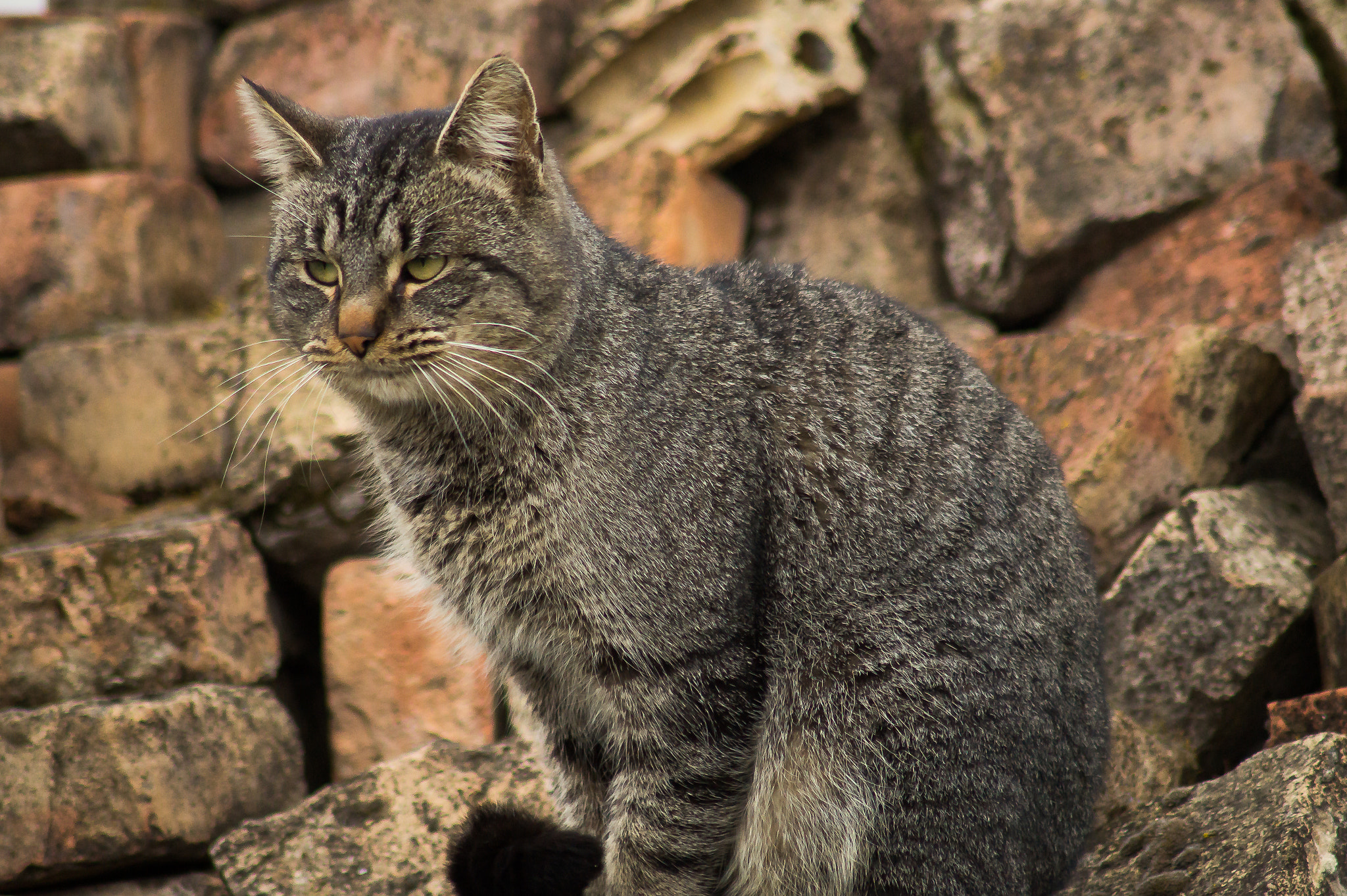 Sony SLT-A58 sample photo. Cat photography