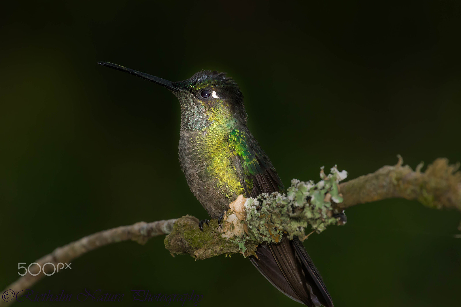 Canon EF 70-200mm F4L USM sample photo. Magnificent hummingbird photography