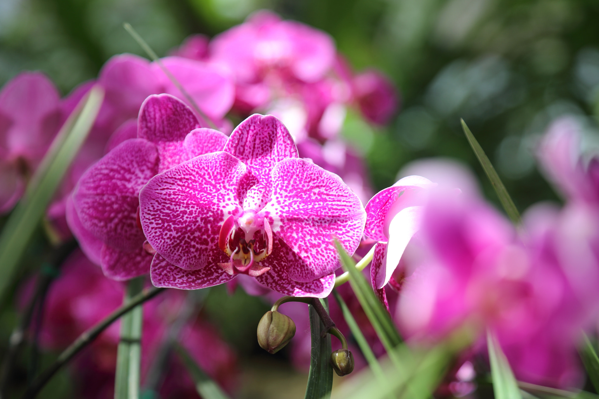 Canon EOS 5DS R sample photo. Untitled photography