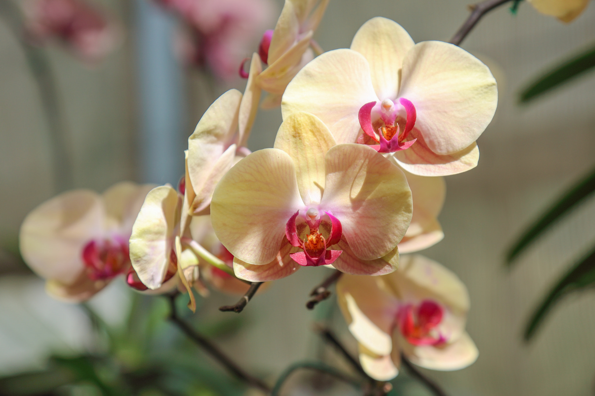 Canon EOS 5DS R sample photo. Untitled photography