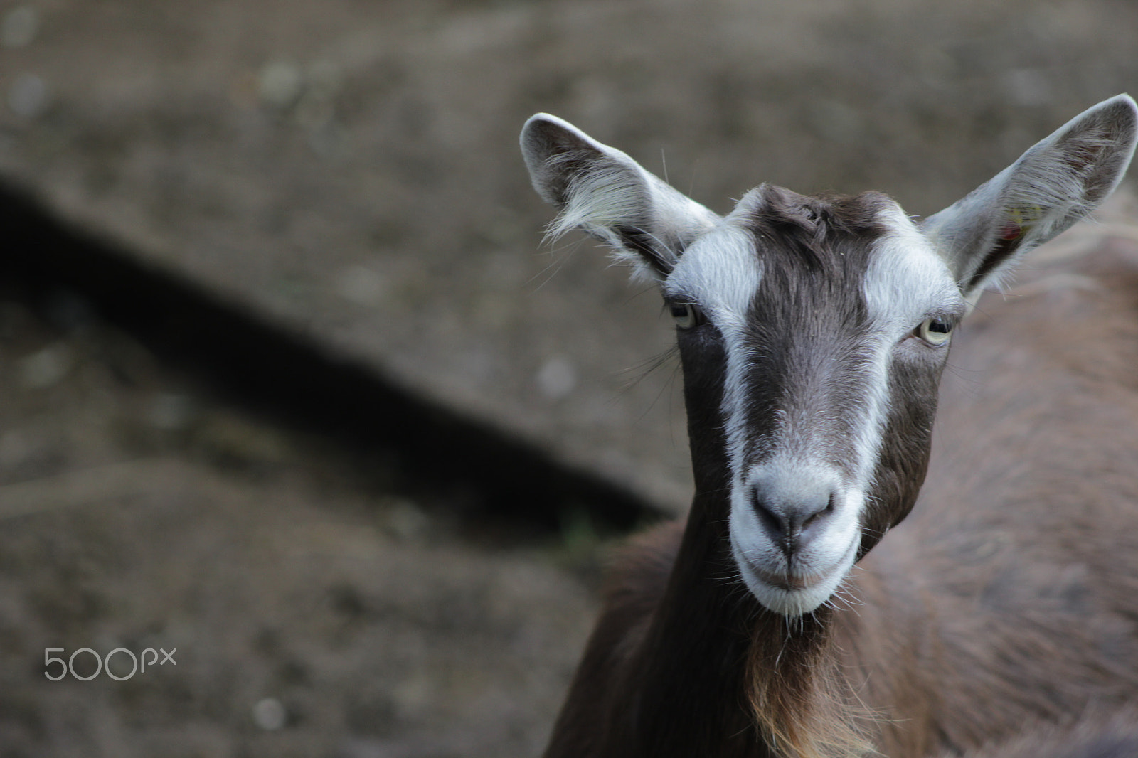 Canon EOS 1200D (EOS Rebel T5 / EOS Kiss X70 / EOS Hi) + EF75-300mm f/4-5.6 sample photo. Just goat photography