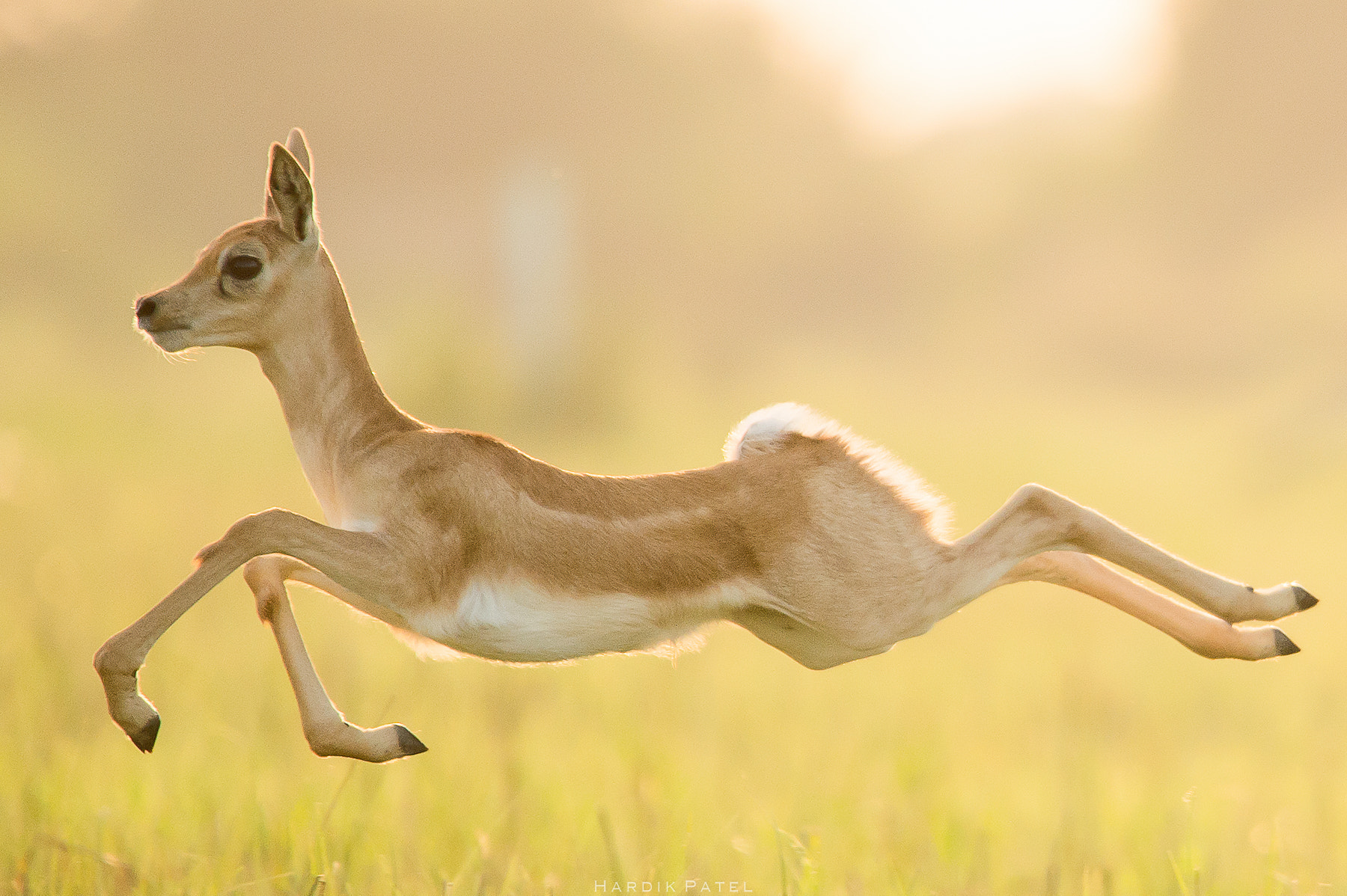 Nikon D4S sample photo. Blackbuck.. photography