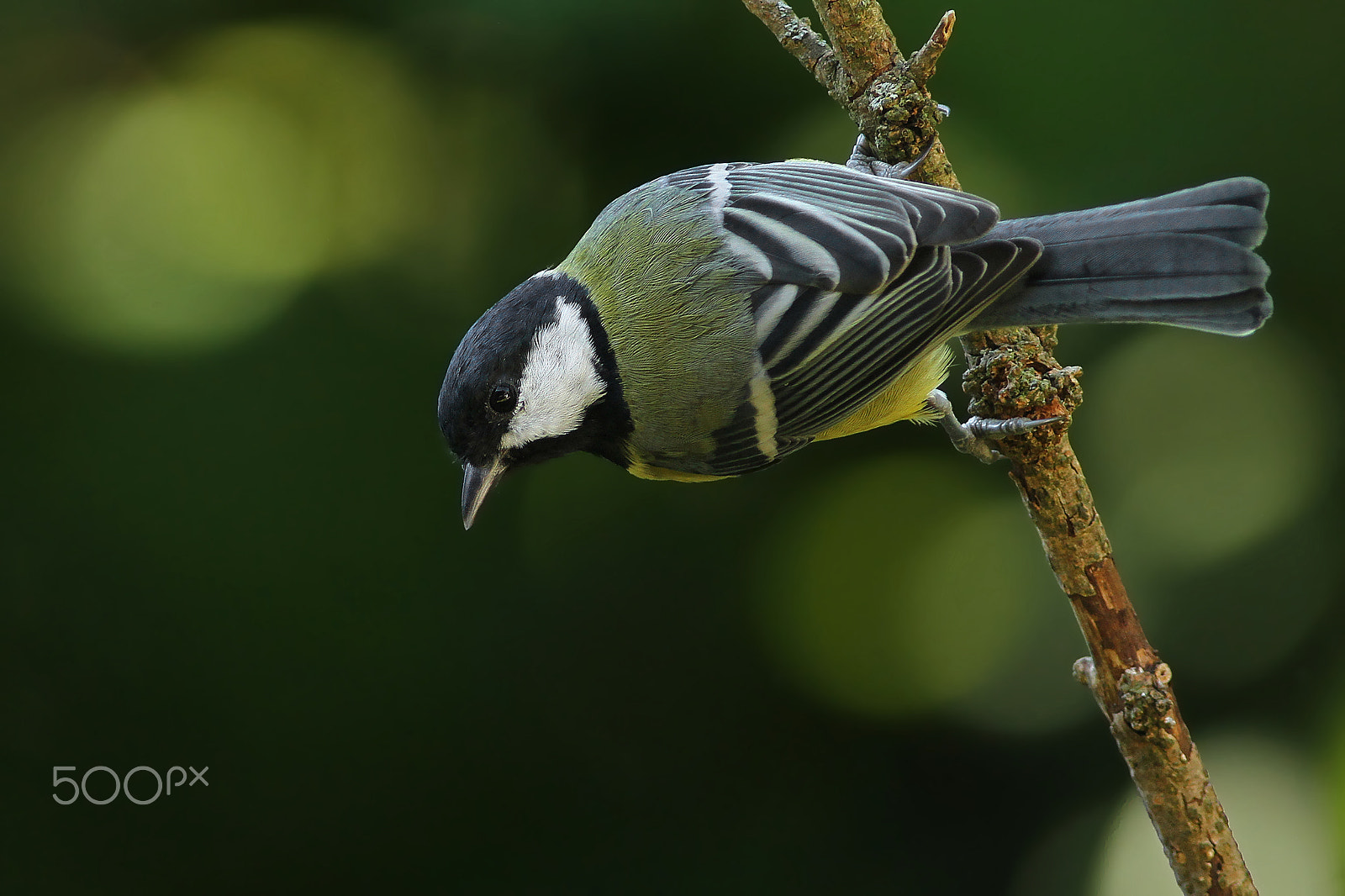 Canon EOS 7D + Canon EF 400mm F5.6L USM sample photo. Great tit ( parus major ) photography