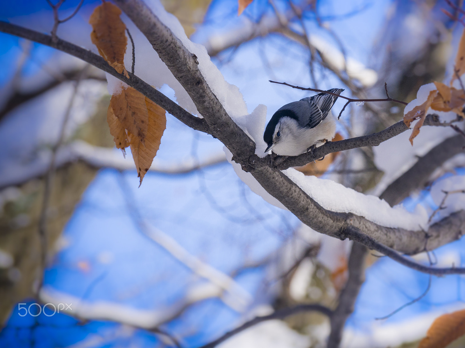 Olympus PEN E-PL5 sample photo. Nuthatch bird in a tree photography