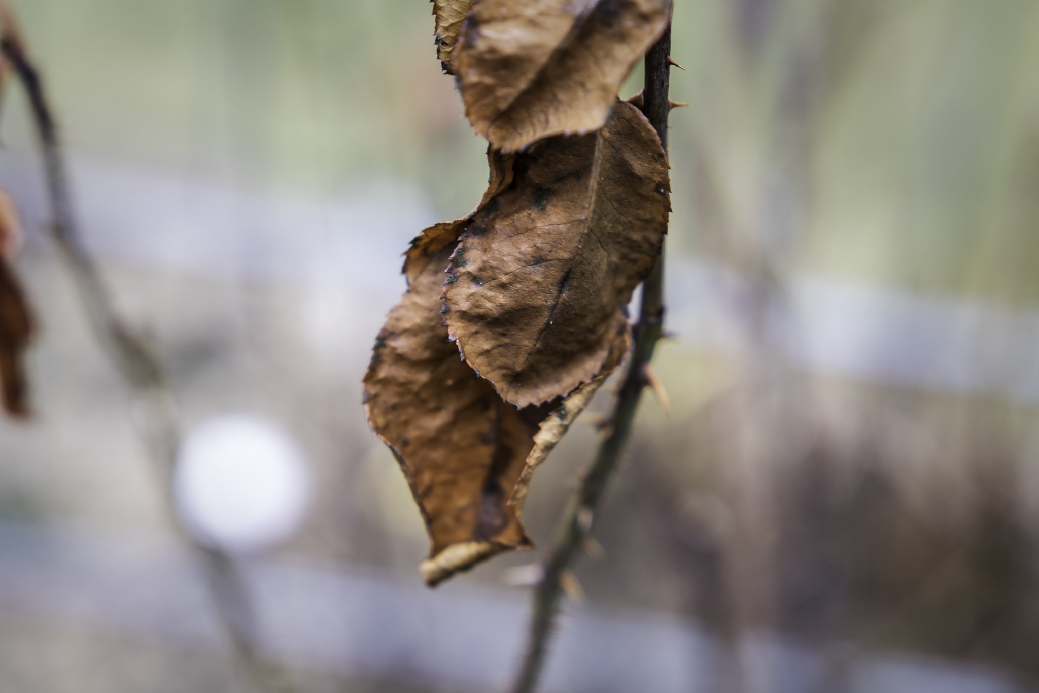 Canon EOS 760D (EOS Rebel T6s / EOS 8000D) + Sigma 18-35mm f/1.8 DC HSM sample photo. Brown rose leaves photography