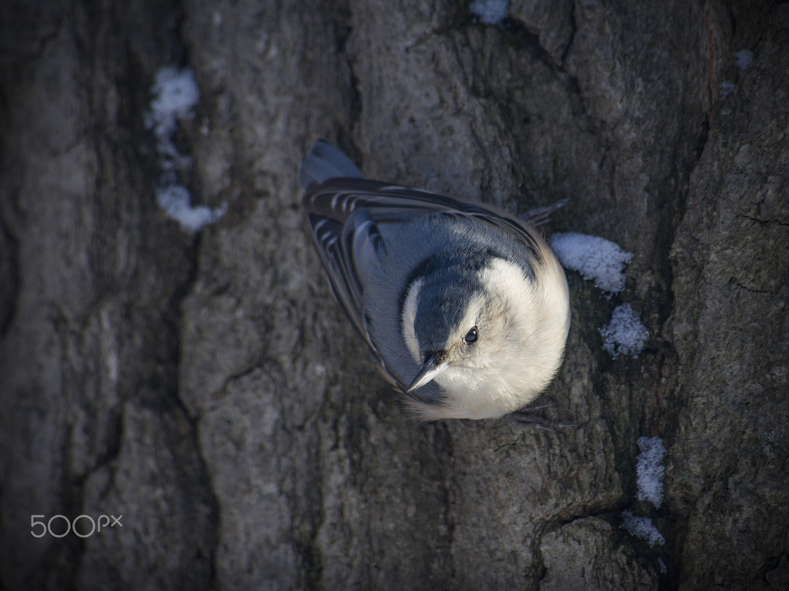 Olympus PEN E-PL5 sample photo. Nuthatch bird in a tree photography