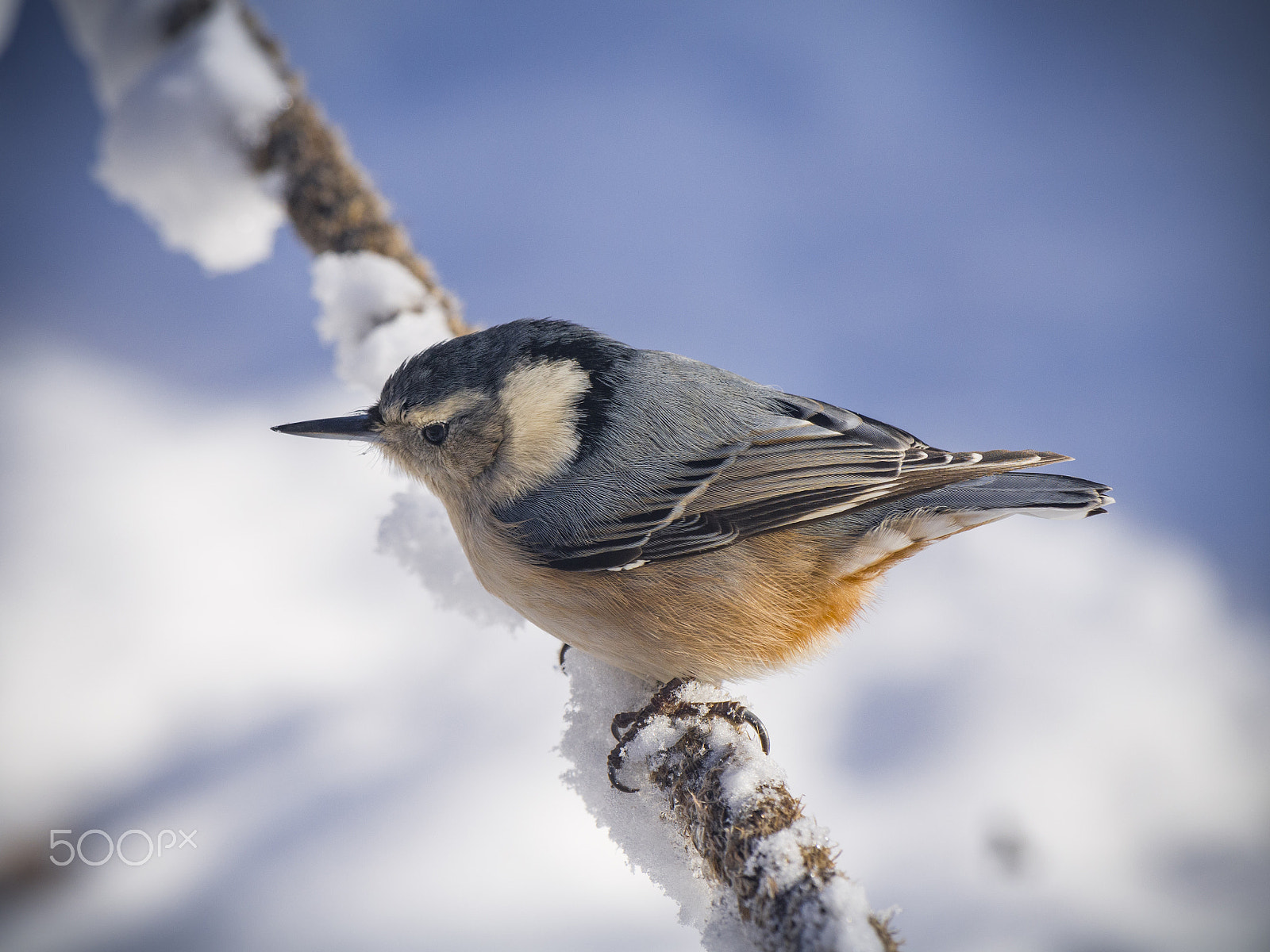 Olympus PEN E-PL5 sample photo. Nuthatch bird in a tree photography