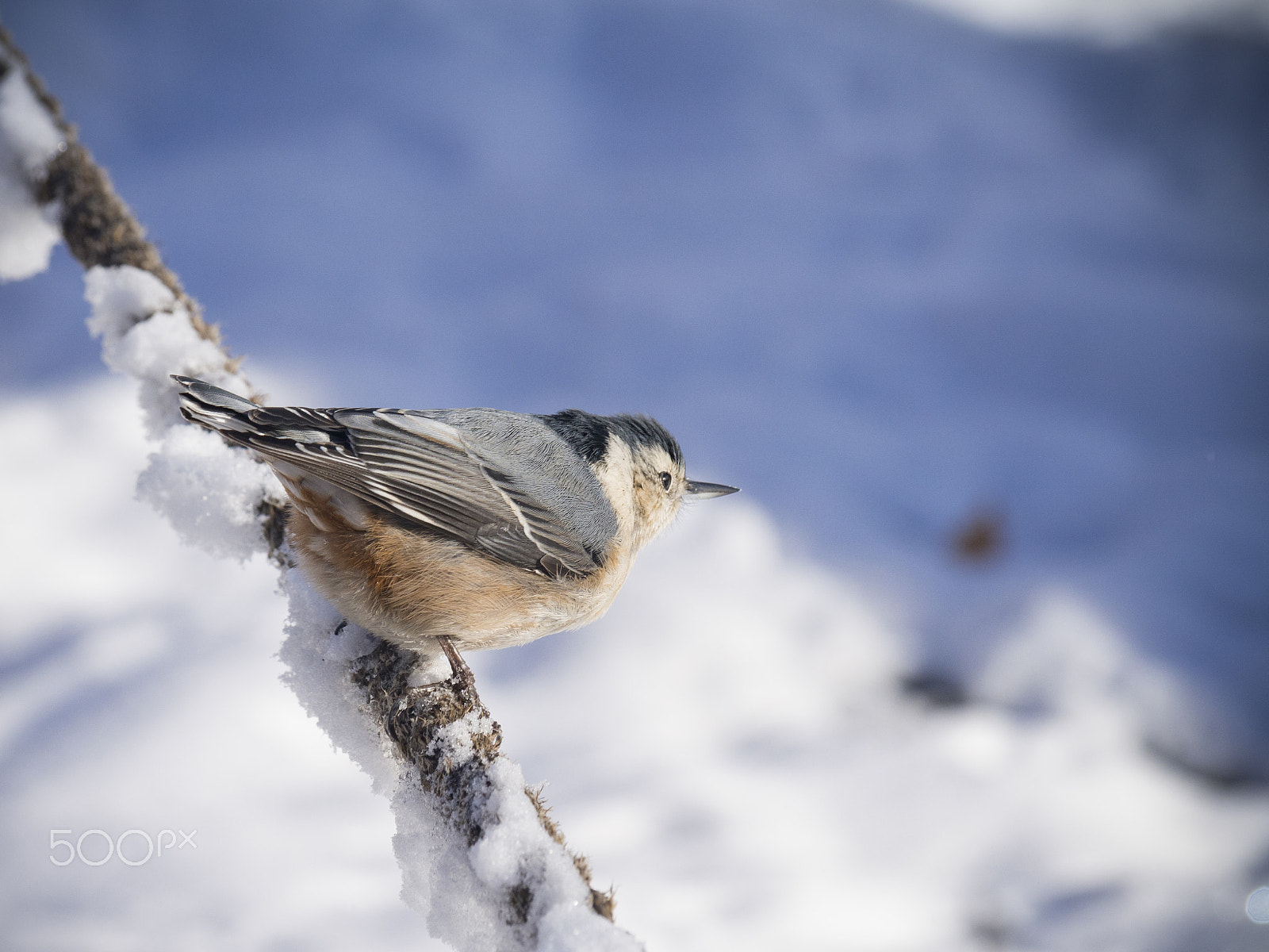Olympus PEN E-PL5 sample photo. Nuthatch bird in a tree photography
