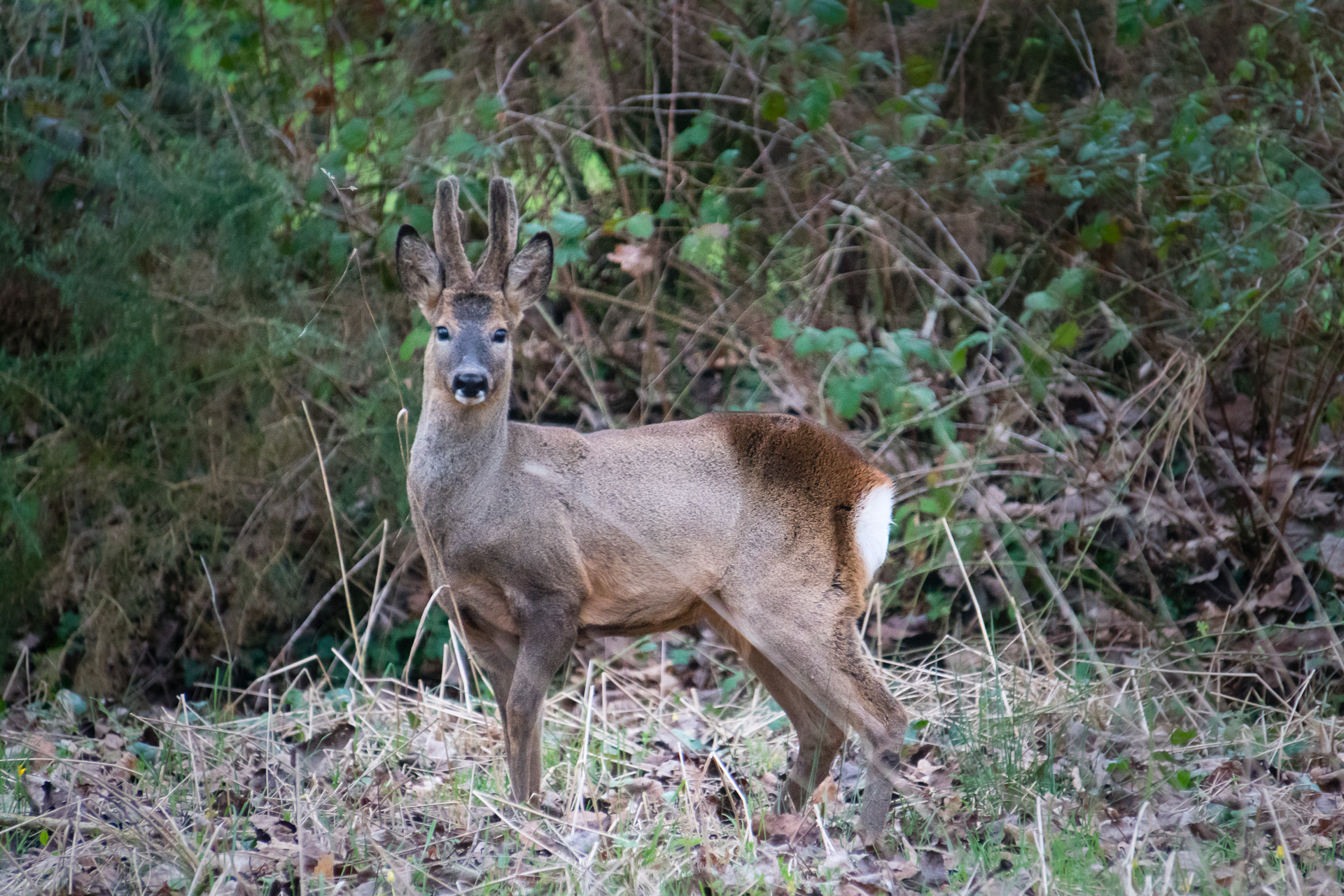 Sony a6300 + Sony E 55-210mm F4.5-6.3 OSS sample photo. Brocard photography