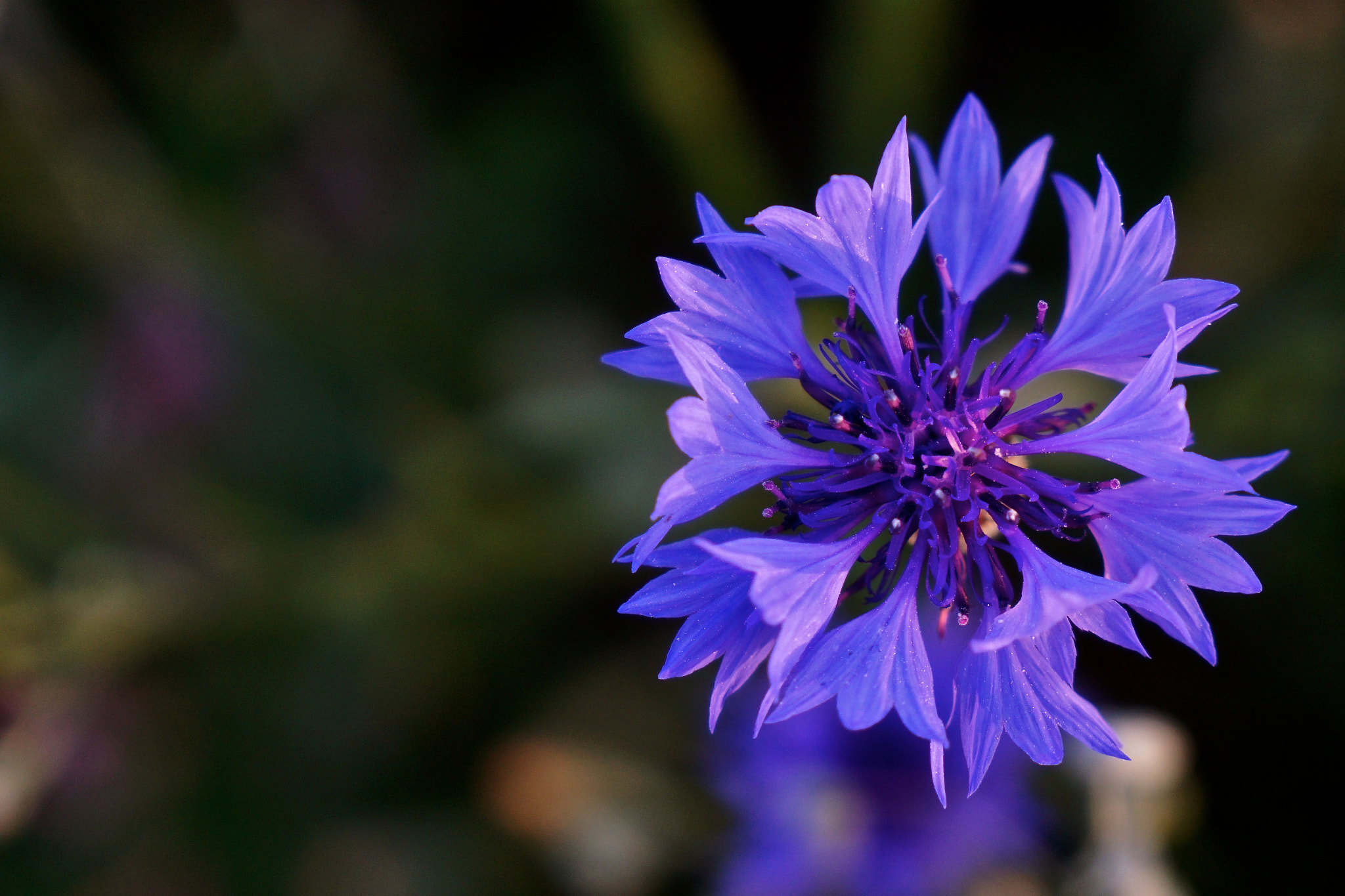 Sony a6000 sample photo. Beautiful cornflower photography