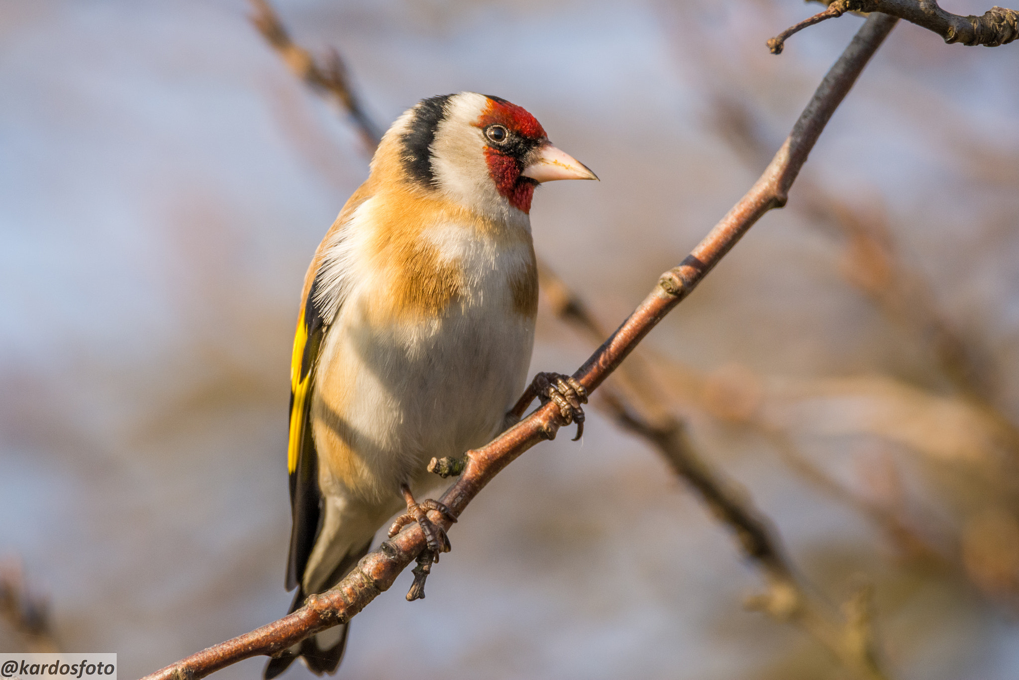 Sigma 150-600mm F5-6.3 DG OS HSM | C sample photo. Carduelis carduelis photography