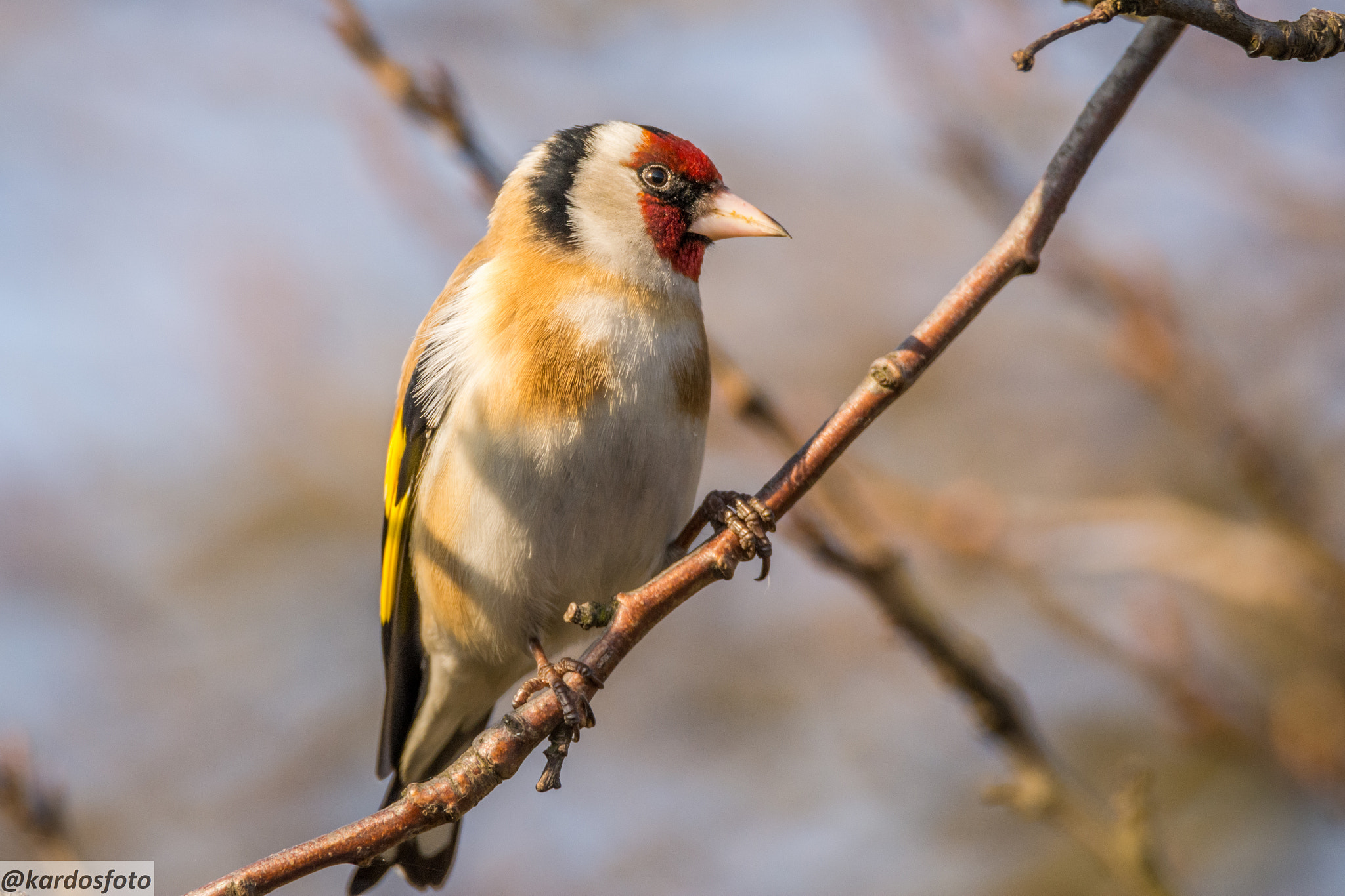 Nikon D5200 + Sigma 150-600mm F5-6.3 DG OS HSM | C sample photo. Carduelis carduelis photography