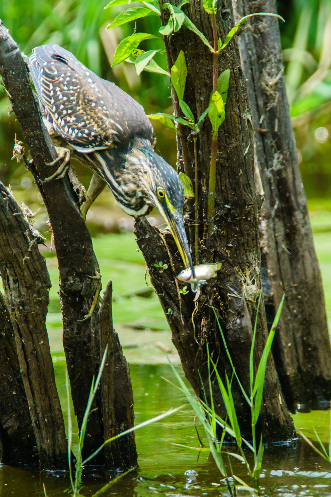 Sony ILCA-77M2 + 300mm F2.8 G sample photo. Green backed heron fishing photography