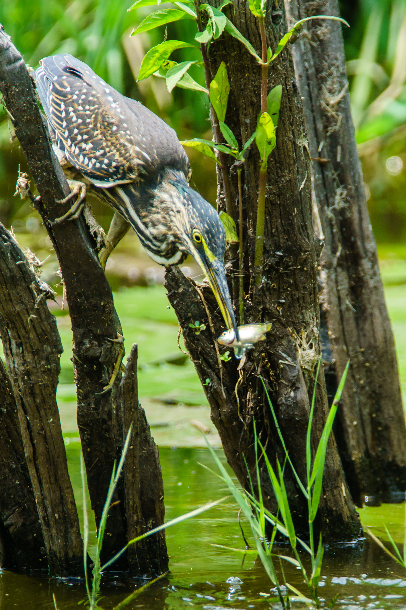 300mm F2.8 G sample photo. Green backed heron fishing photography