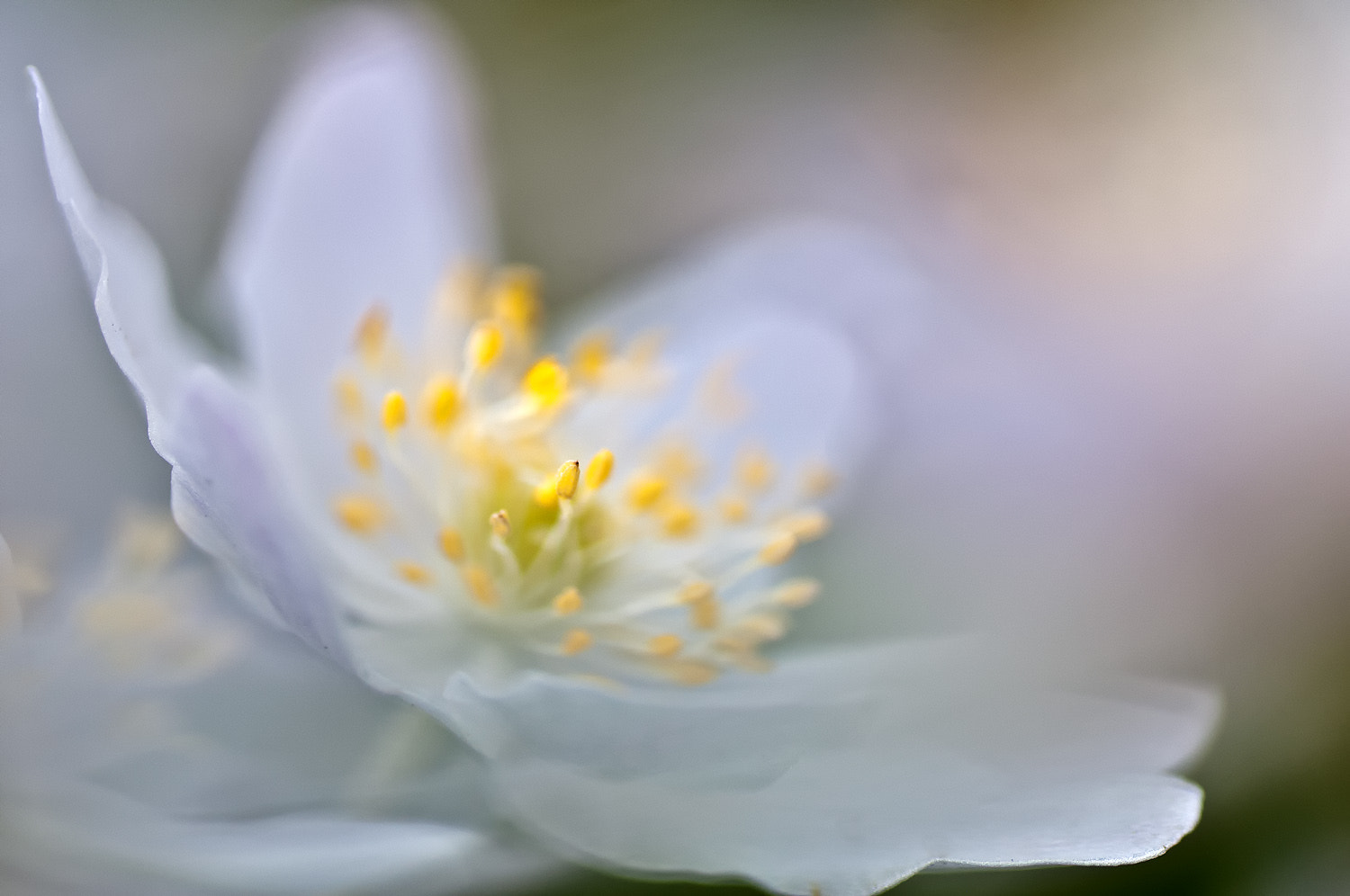 Nikon D300S sample photo. Wood anemone photography