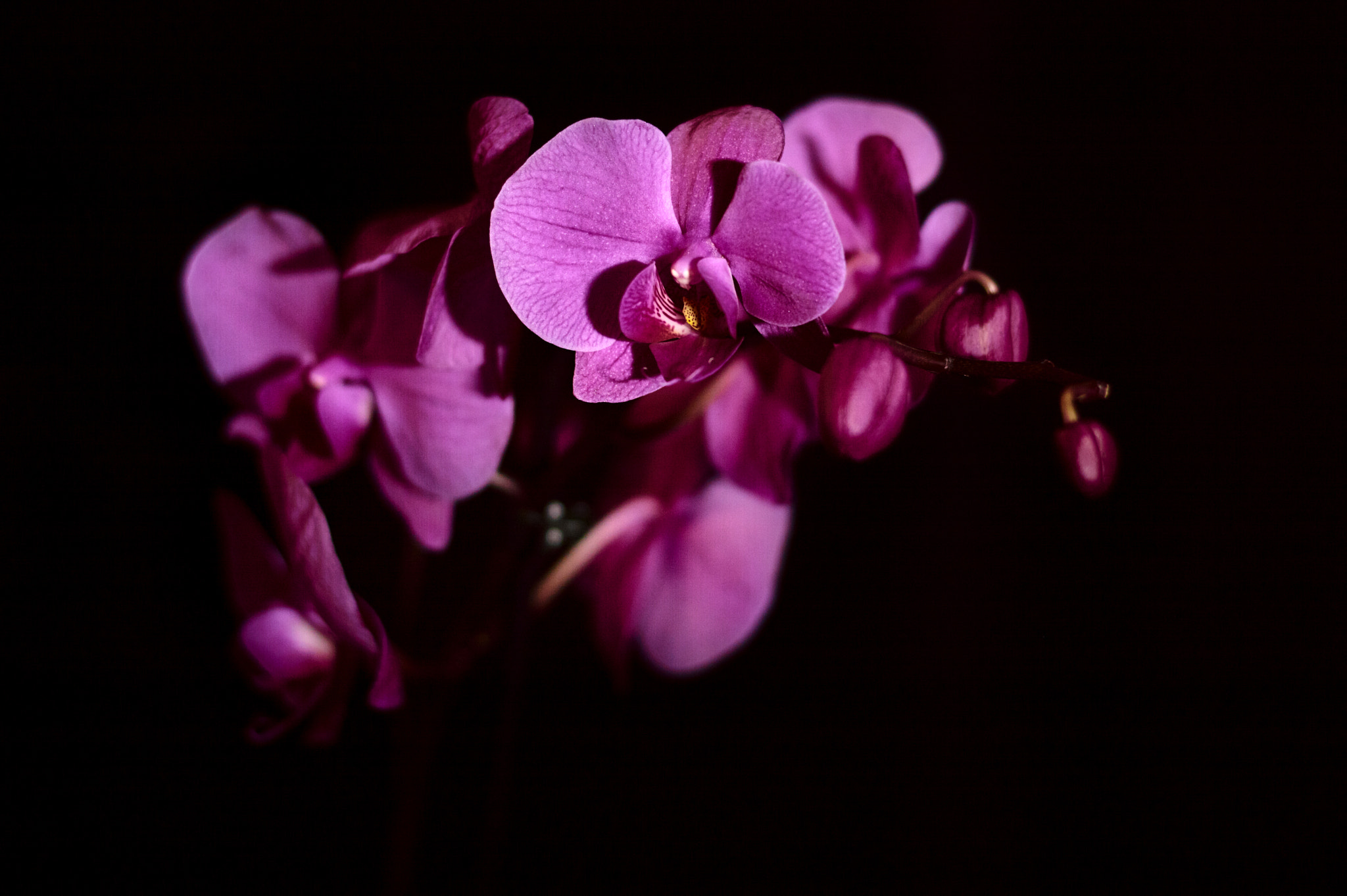 Nikon AF-S Nikkor 50mm F1.8G sample photo. Orchidea photography