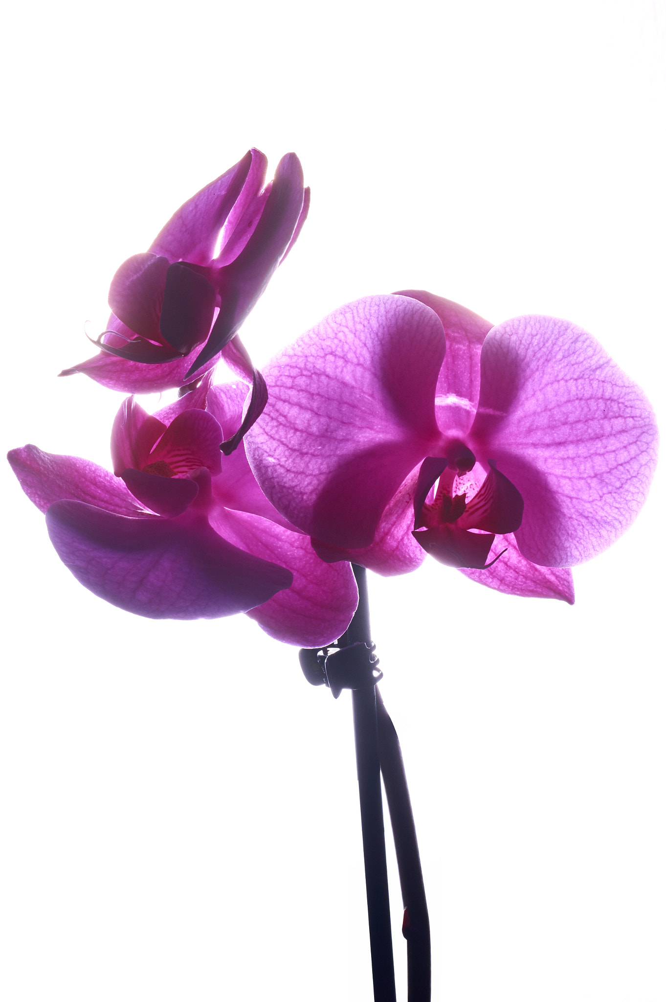 Nikon AF-S Nikkor 50mm F1.8G sample photo. Orchidea photography