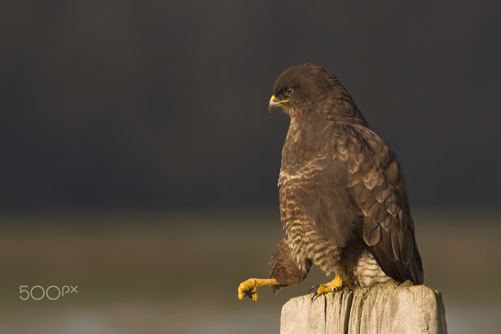 Canon EOS 7D + Canon EF 400mm F5.6L USM sample photo. Common buzzard (buteo buteo) photography