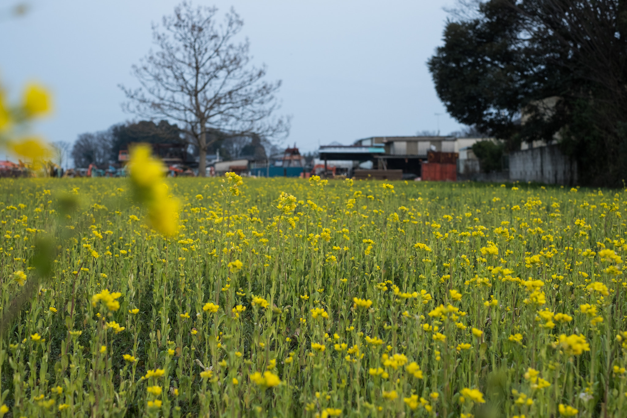 Fujifilm X-Pro2 + Fujifilm XF 35mm F1.4 R sample photo. Rapeseed field by a depot photography