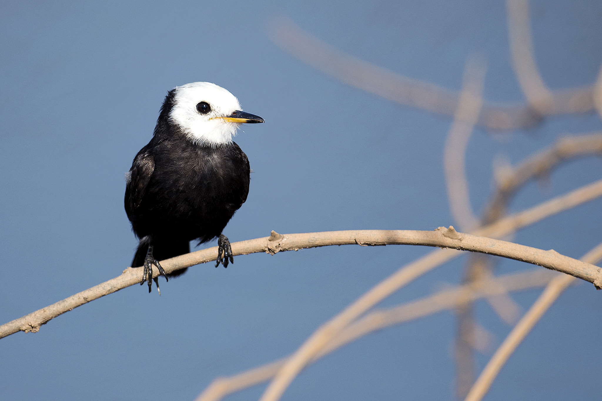 Nikon D5 sample photo. White-headed marsh tyrant (male) photography