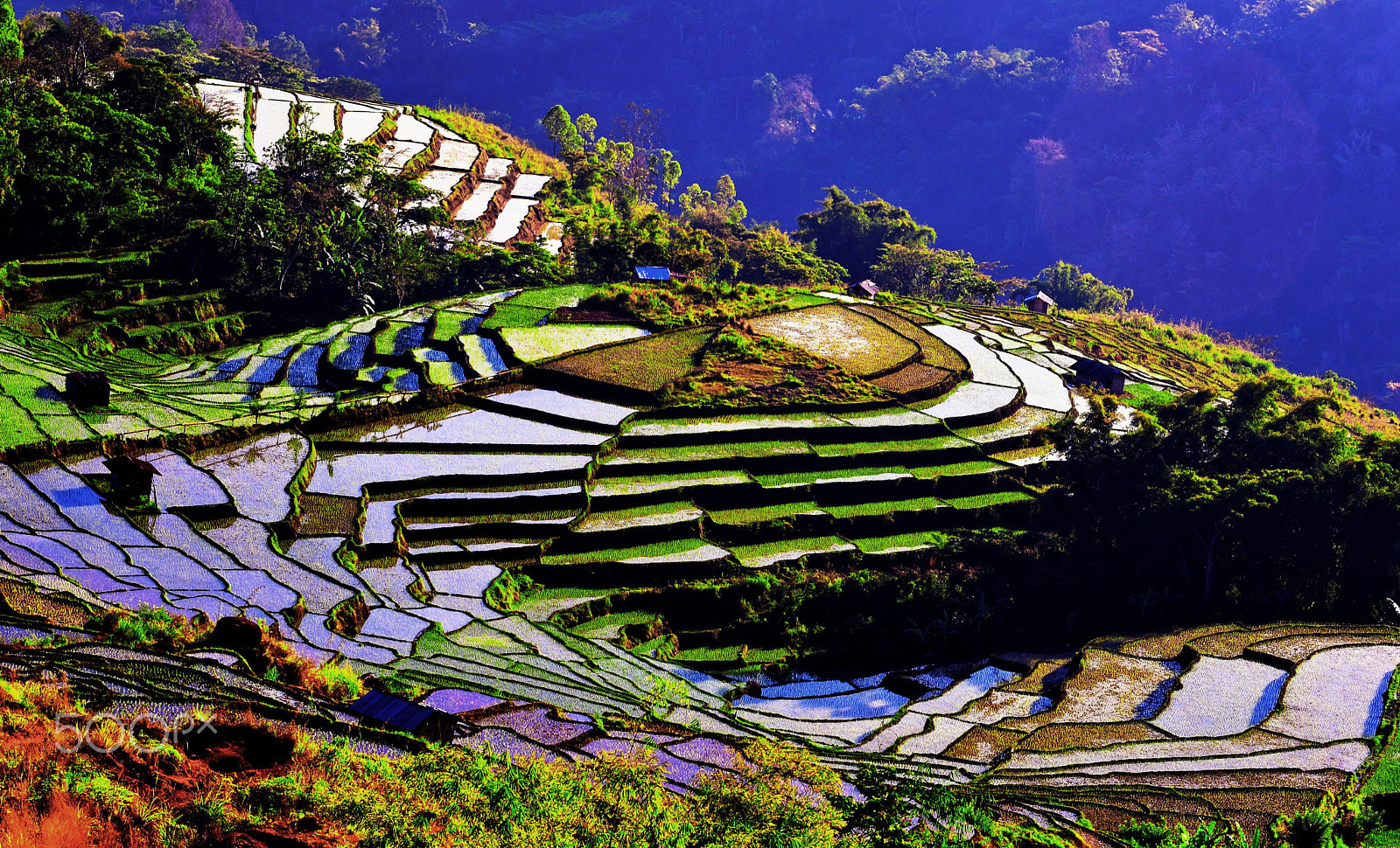 Nikon D600 sample photo. Rice field terraces at ruteng flores photography