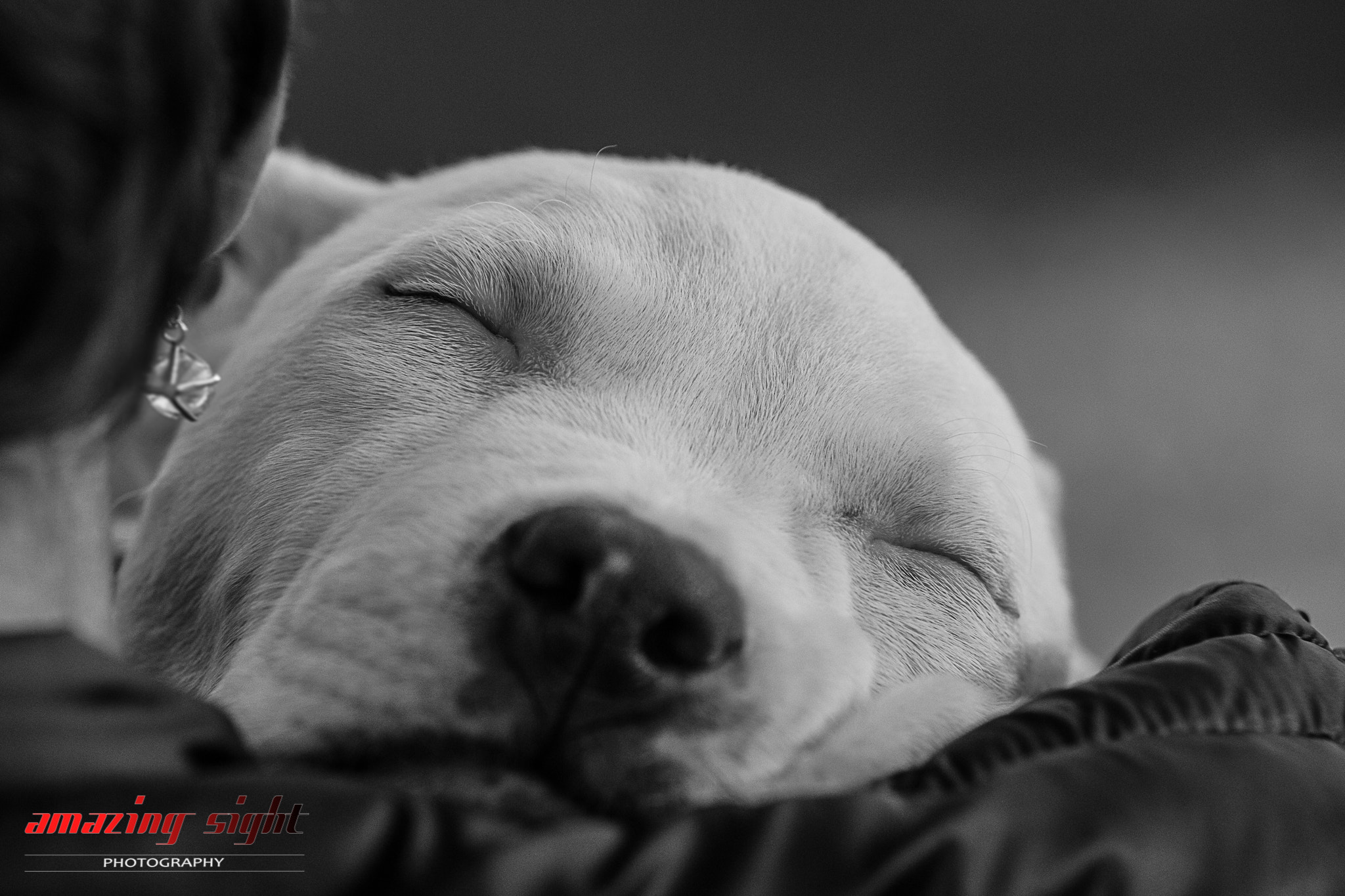 Canon EOS 6D sample photo. Puppy photography