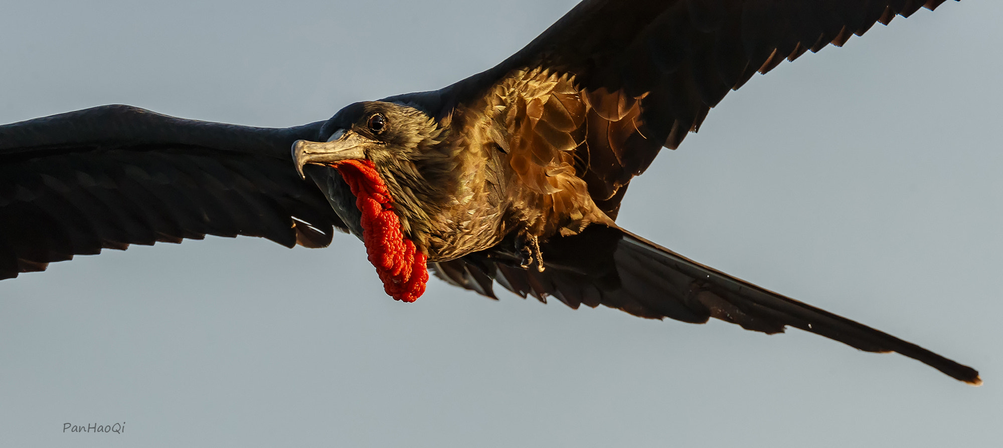 Canon EOS-1D X Mark II sample photo. Frigate bird photography