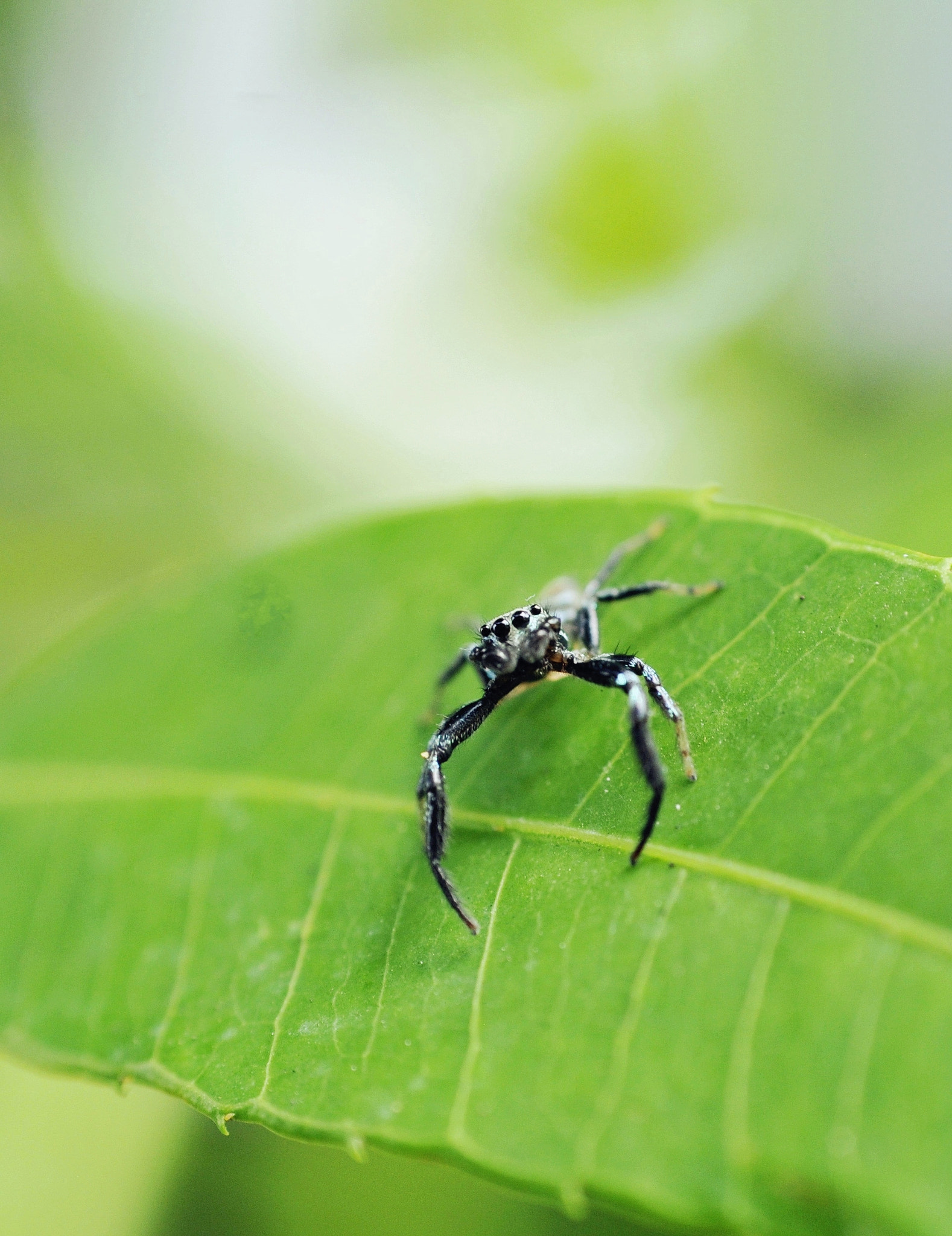 Nikon D300 + Nikon AF Nikkor 50mm F1.8D sample photo. Haiii... photography