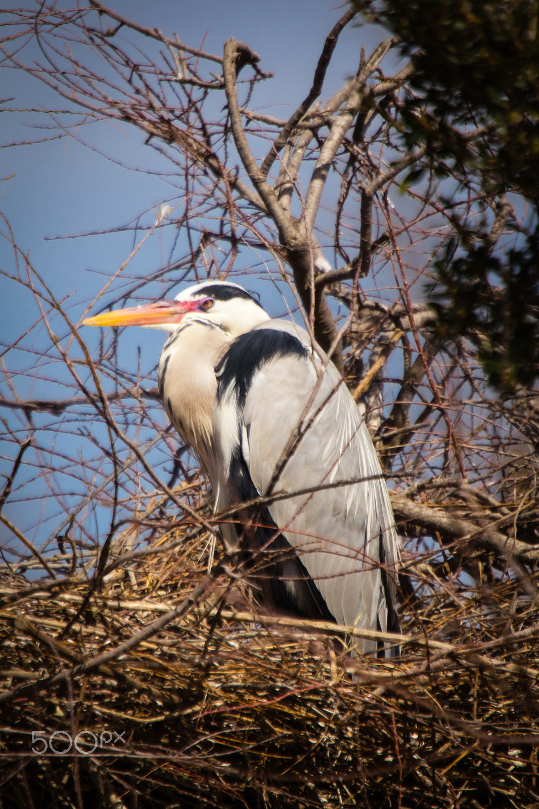 Canon EOS 60D sample photo. Heron photography