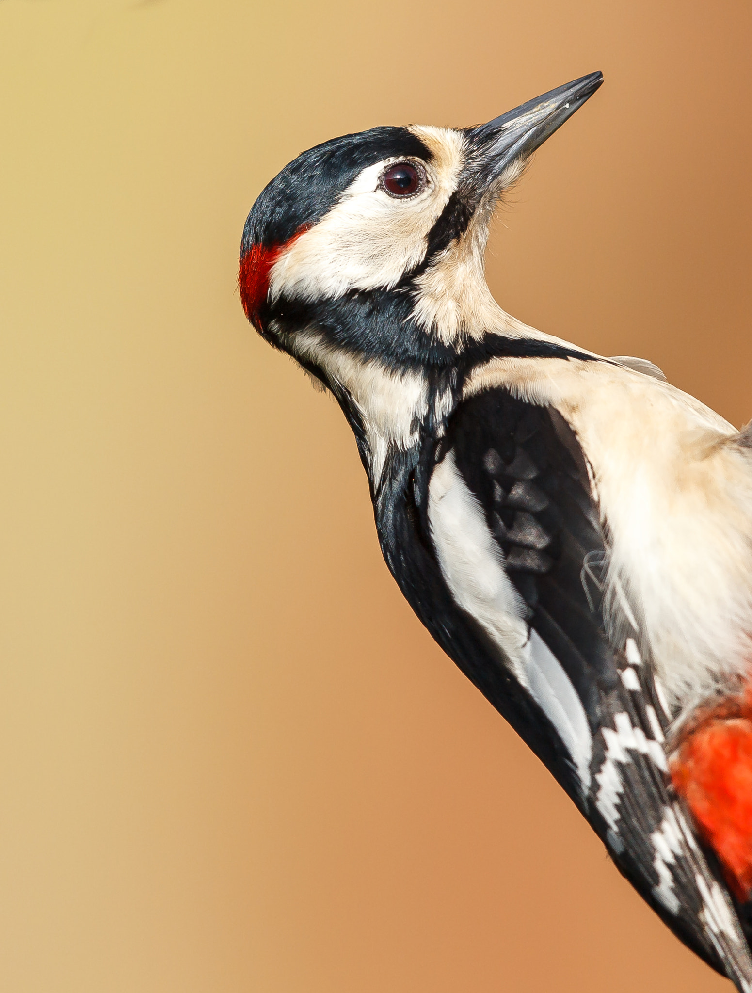 Canon EOS-1D Mark IV sample photo. Great spotted woodpecker male - up close photography