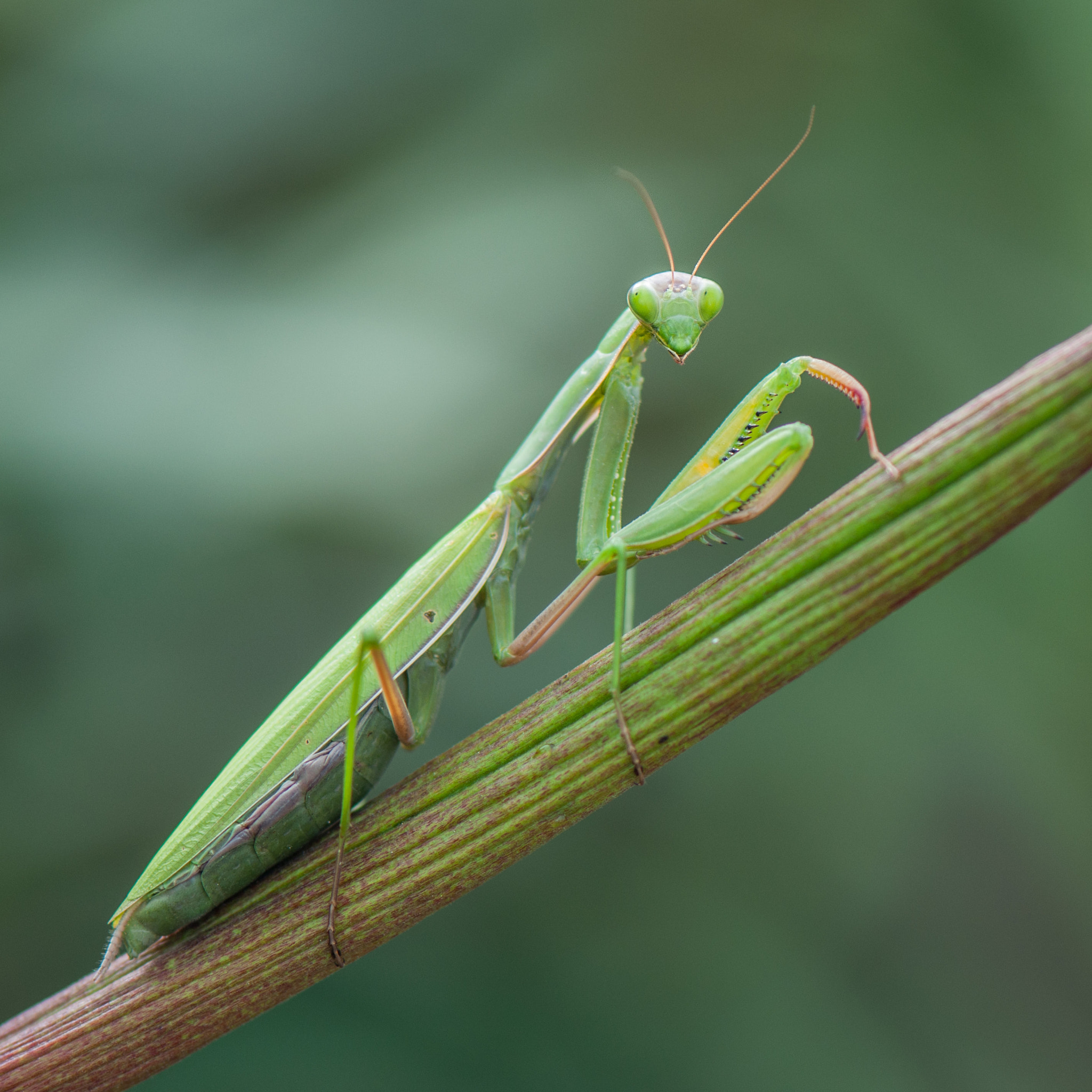 Nikon AF-S Micro-Nikkor 105mm F2.8G IF-ED VR sample photo. Praying mantis (2) photography