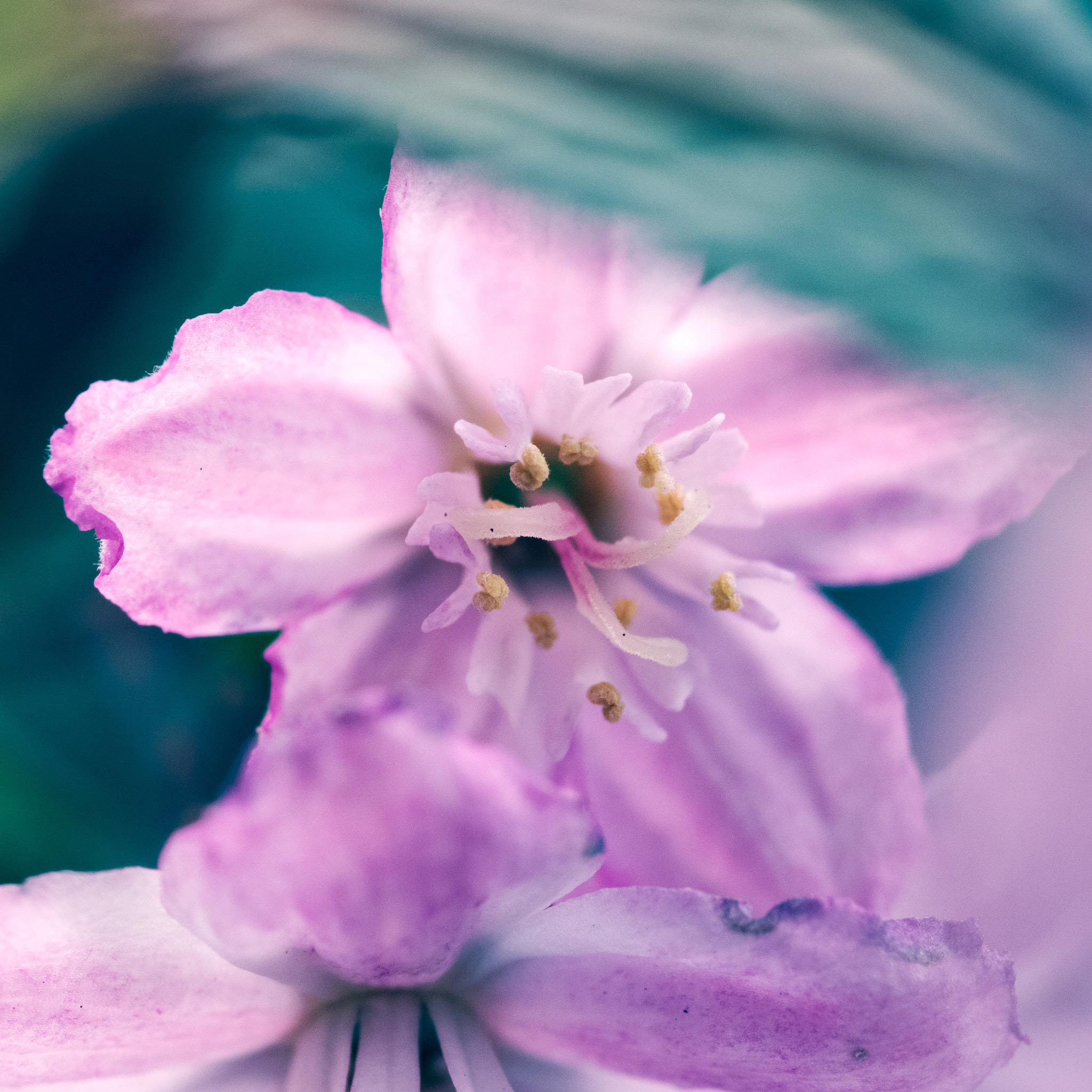 Pentax smc D-FA 100mm F2.8 Macro WR sample photo. Pink photography
