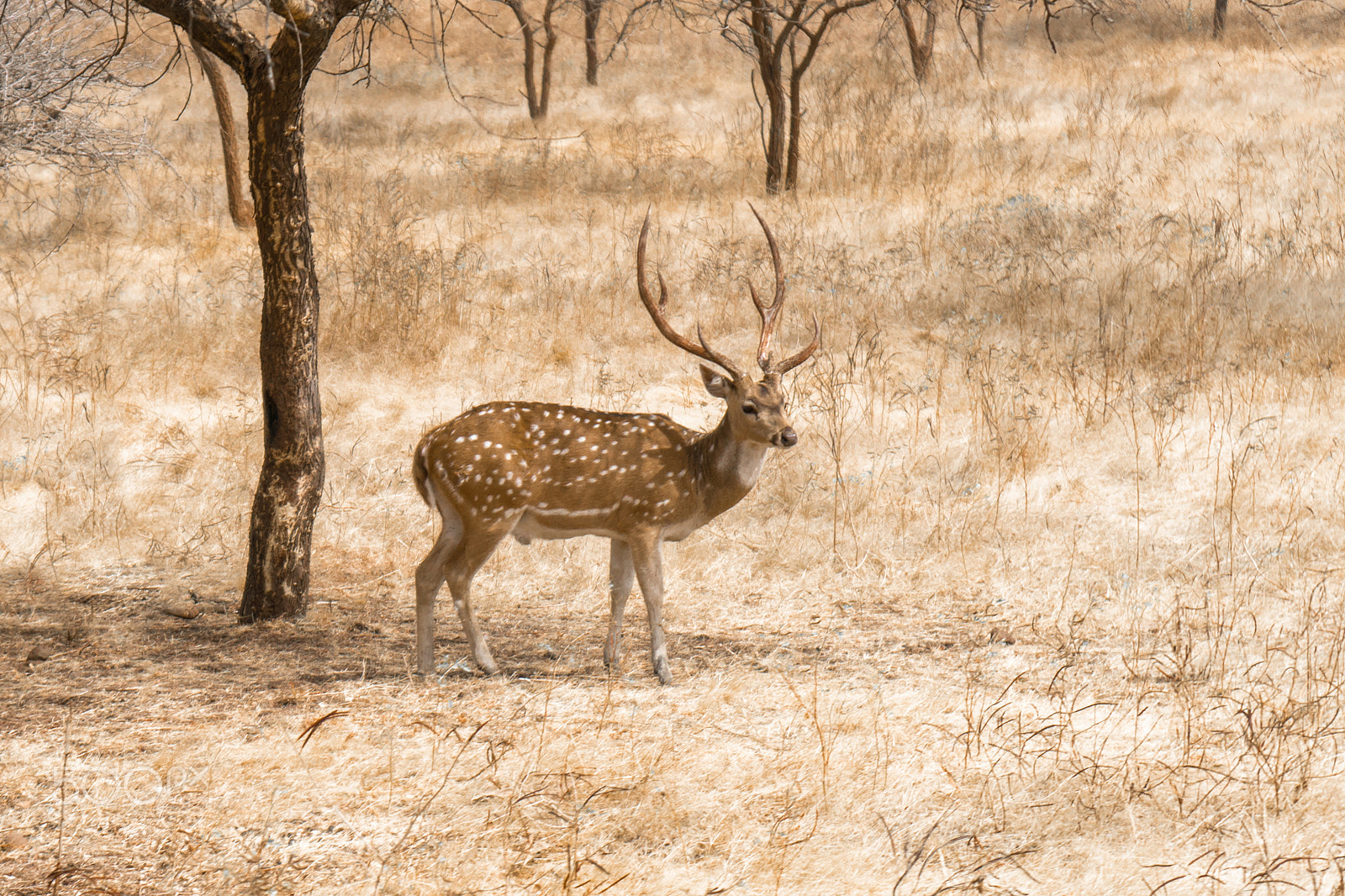 Sony a6300 + Sony Vario-Tessar T* E 16-70mm F4 ZA OSS sample photo. Axis deer in the wild photography