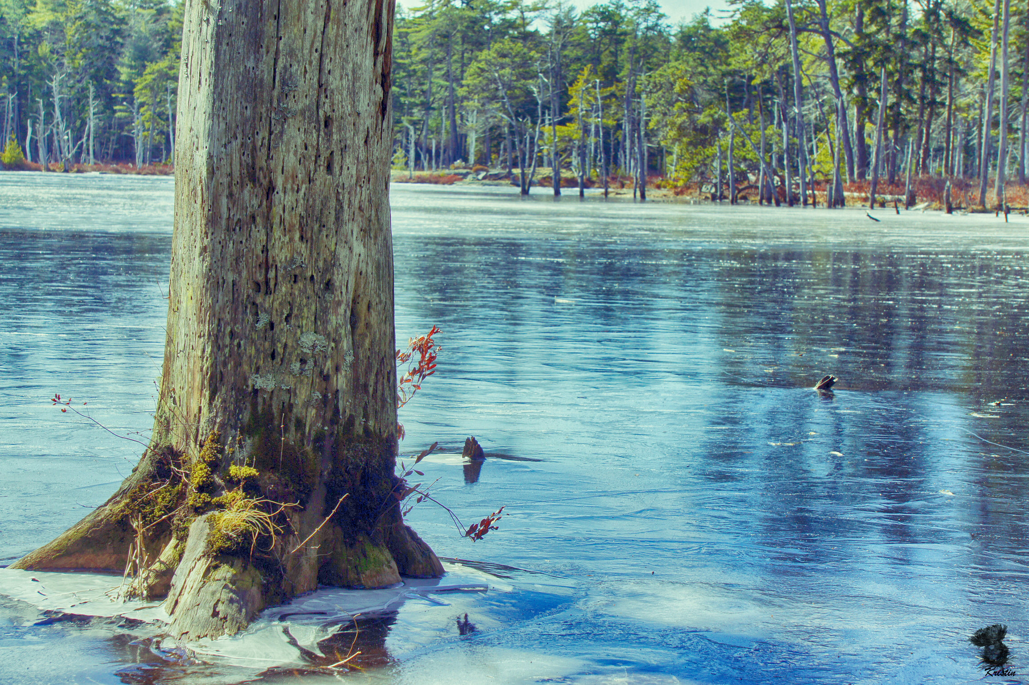 Sony E 55-210mm F4.5-6.3 OSS sample photo. Frozen moose pond photography