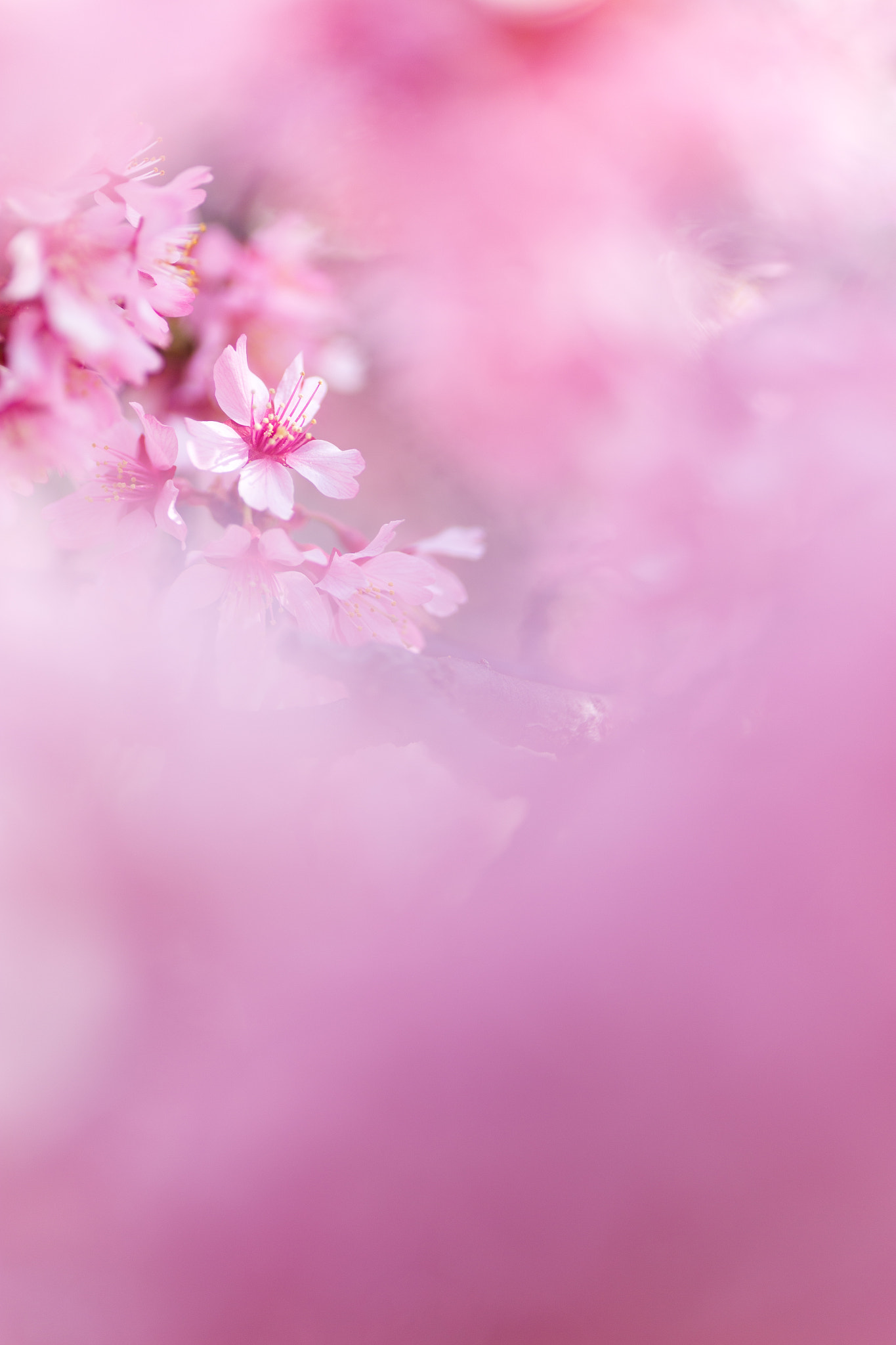 Canon EOS 6D + Tamron SP AF 90mm F2.8 Di Macro sample photo. 川津桜 photography
