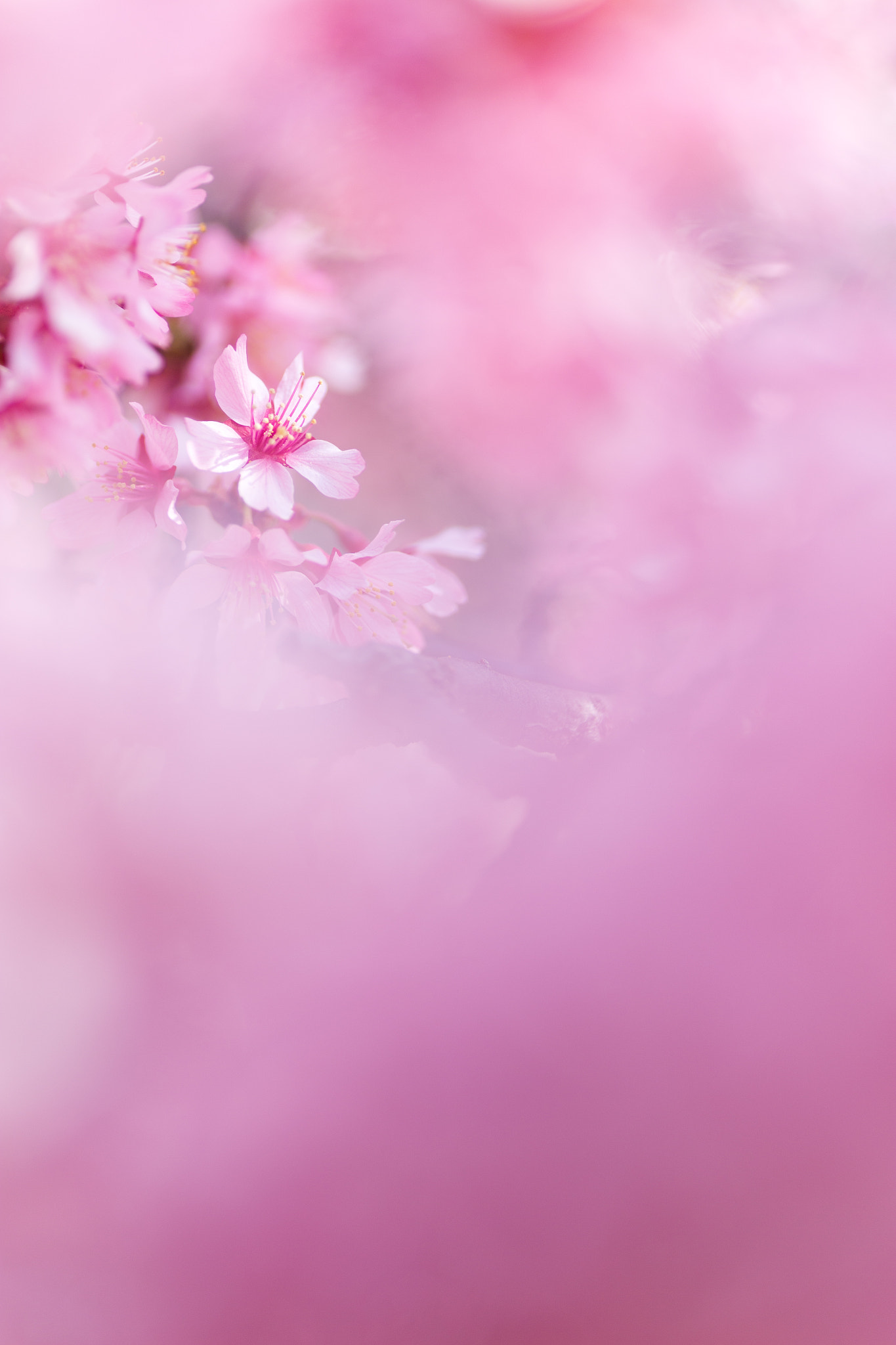 Canon EOS 6D sample photo. 川津桜 photography