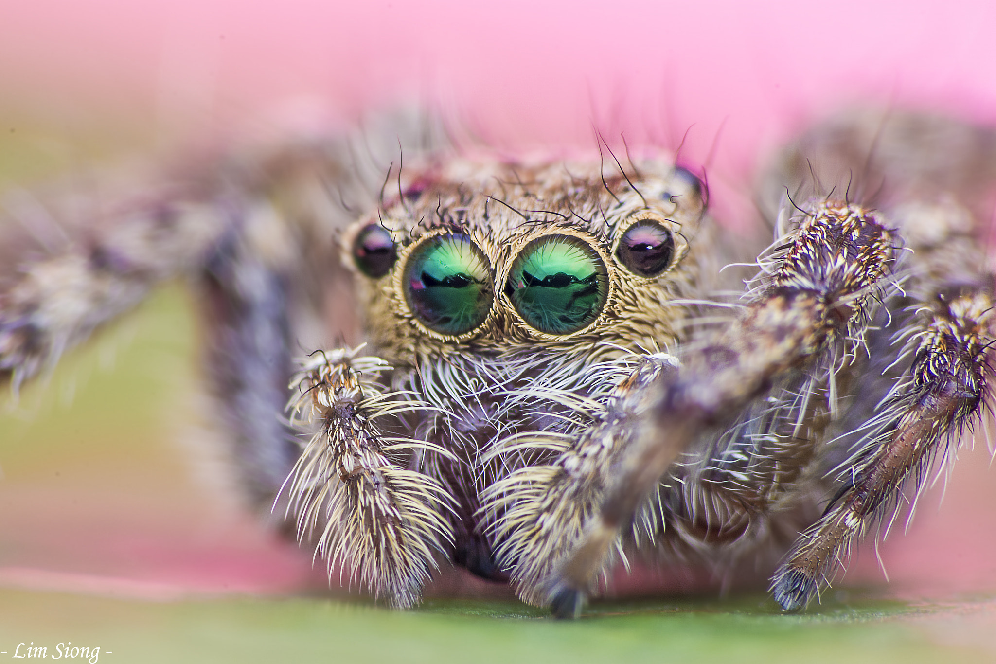 Sigma 70-300mm F4-5.6 APO DG Macro sample photo. Jumping spider on valentine day photography