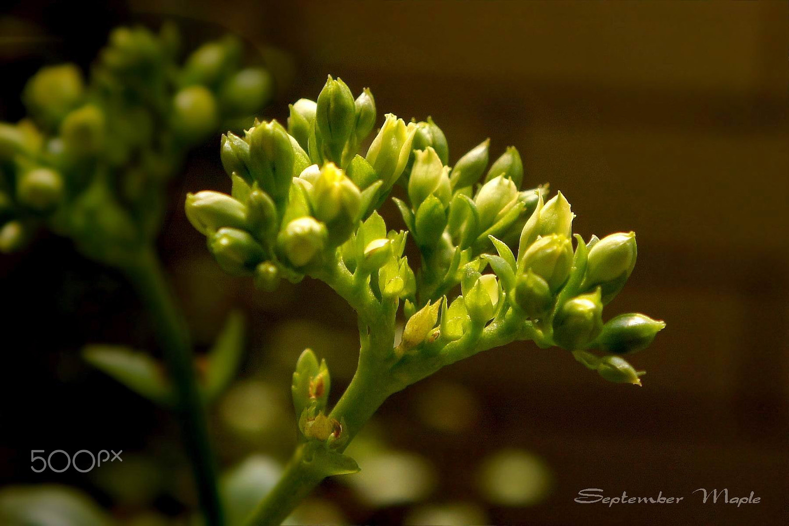 Sony NEX-5C + Sony E 18-55mm F3.5-5.6 OSS sample photo. 黄色长寿花-含苞待放 photography