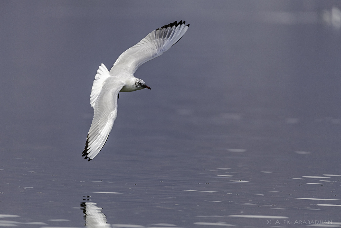 Sigma 150-600mm F5-6.3 DG OS HSM | C sample photo. White and blue photography