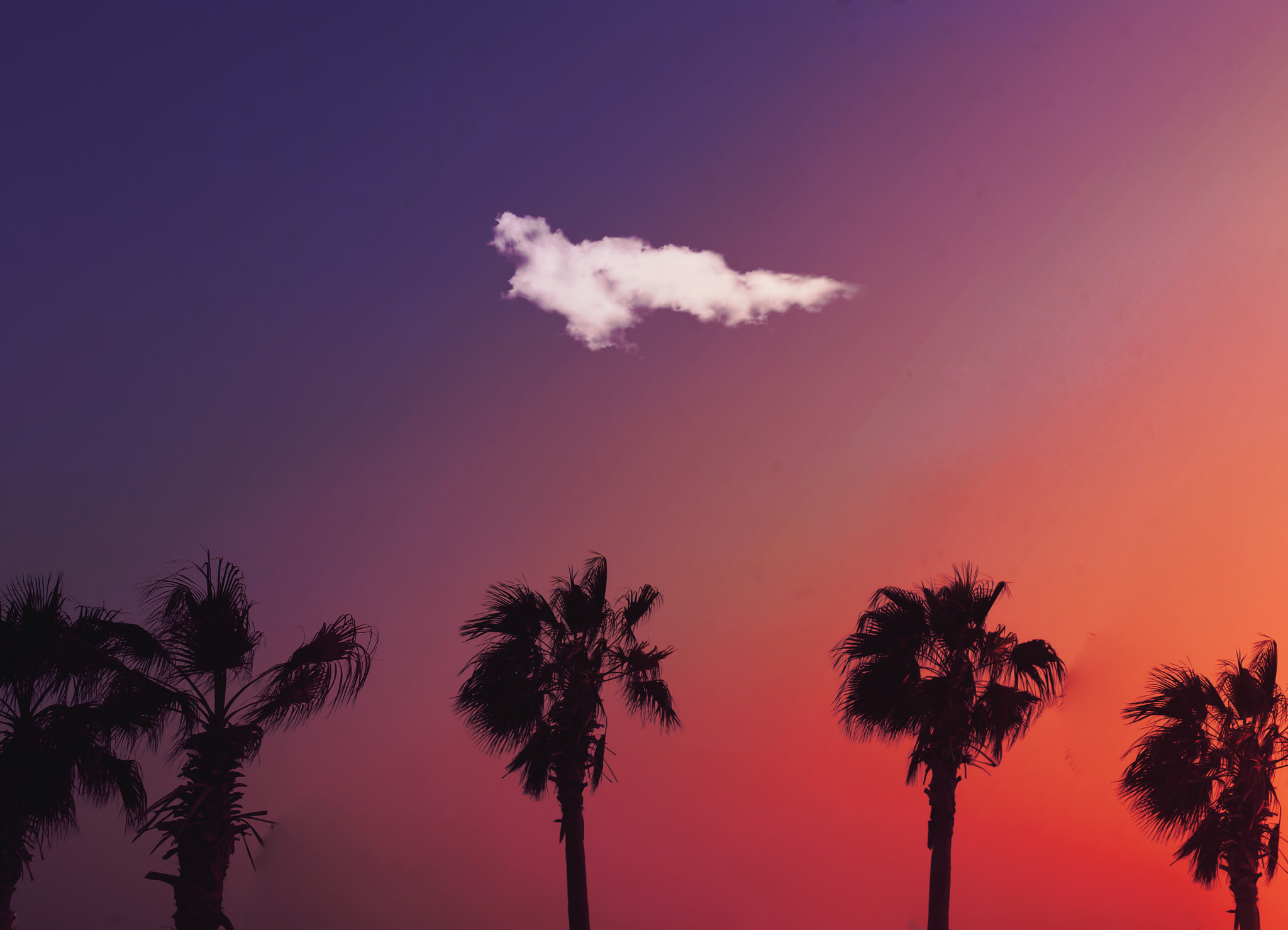 Canon EOS 5D + Canon EF 50mm F1.8 II sample photo. Sunset&palmtrees photography