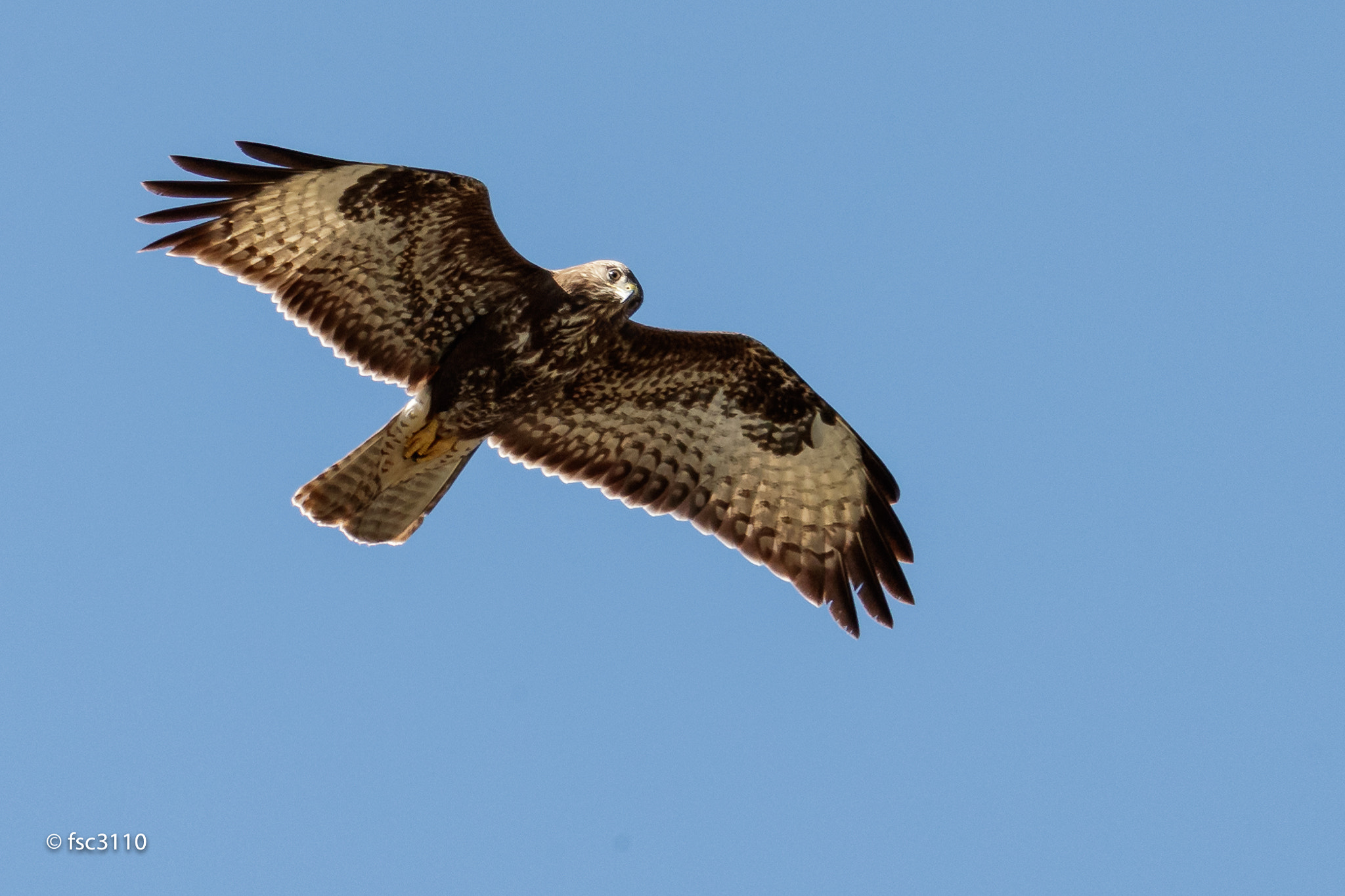 Canon EF 500mm F4L IS II USM sample photo. Common buzzard in flight photography