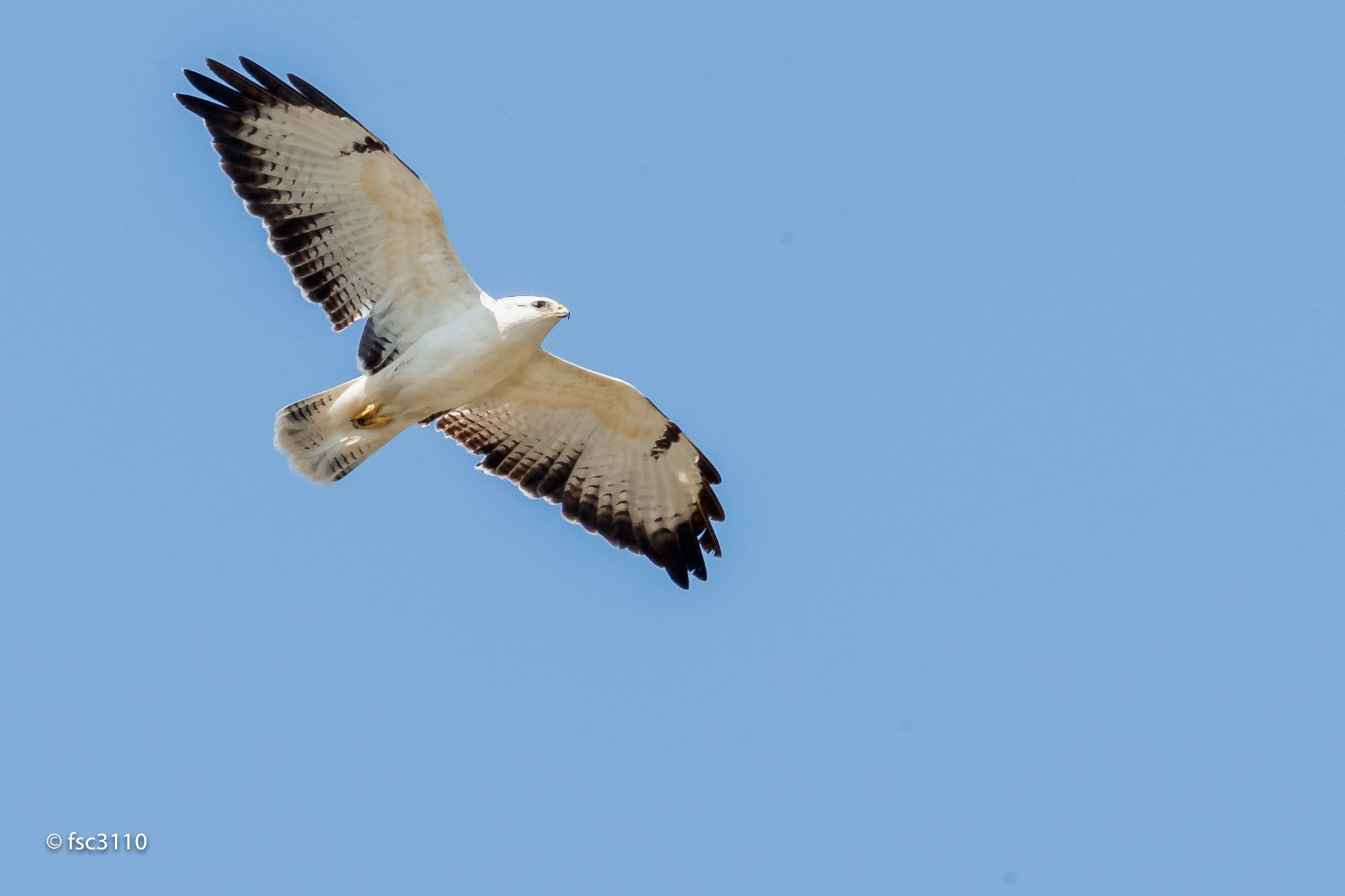 Canon EOS-1D X Mark II + Canon EF 500mm F4L IS II USM sample photo. I am white, so what photography