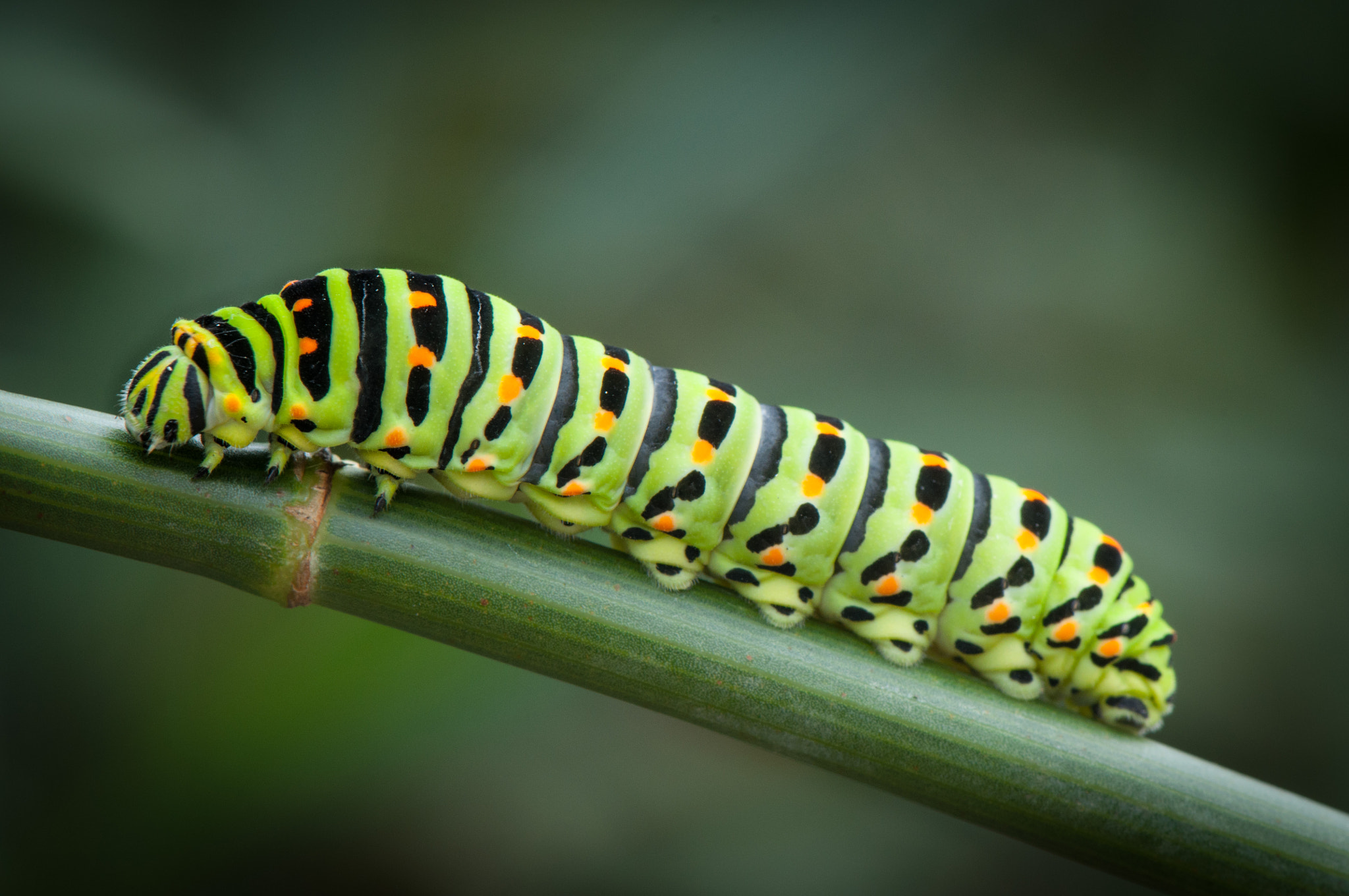 Nikon AF-S Micro-Nikkor 105mm F2.8G IF-ED VR sample photo. Caterpillar (2) photography