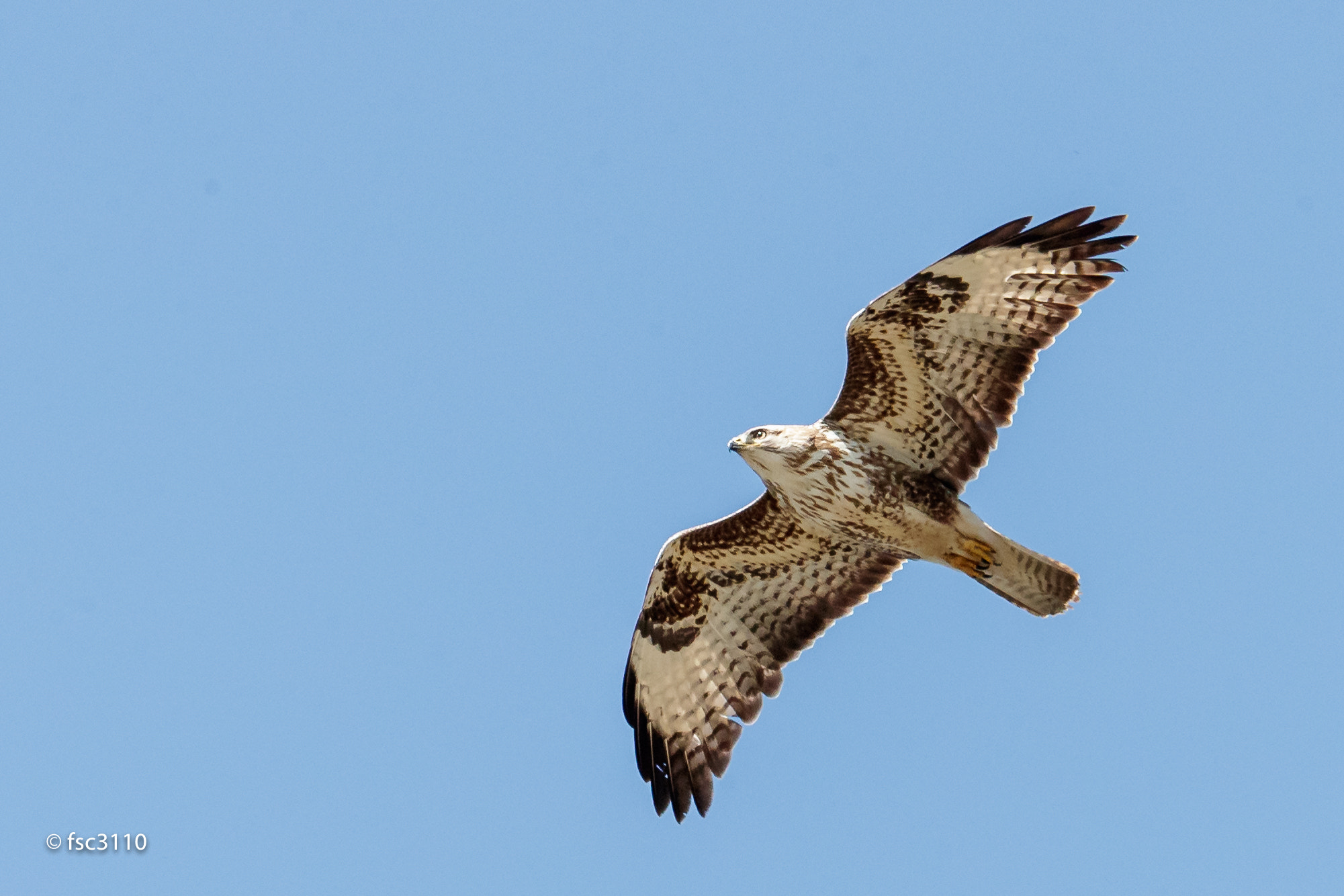 Canon EOS-1D X Mark II + Canon EF 500mm F4L IS II USM sample photo. Common buzzard a bit white photography