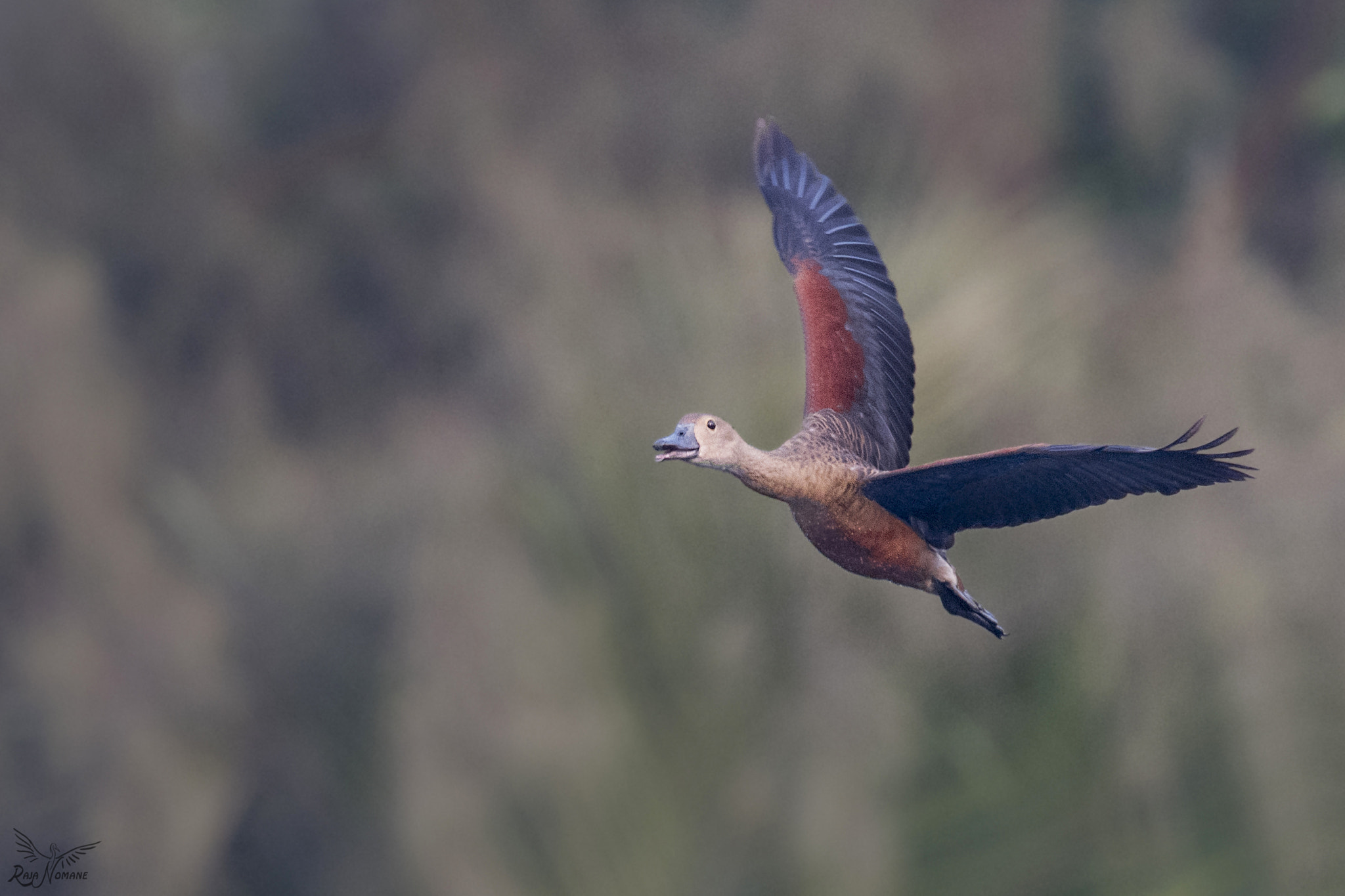 Nikon D500 sample photo. Lesser whistling duck photography