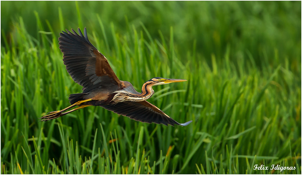 Canon EOS-1D X sample photo. Garza imperial () photography