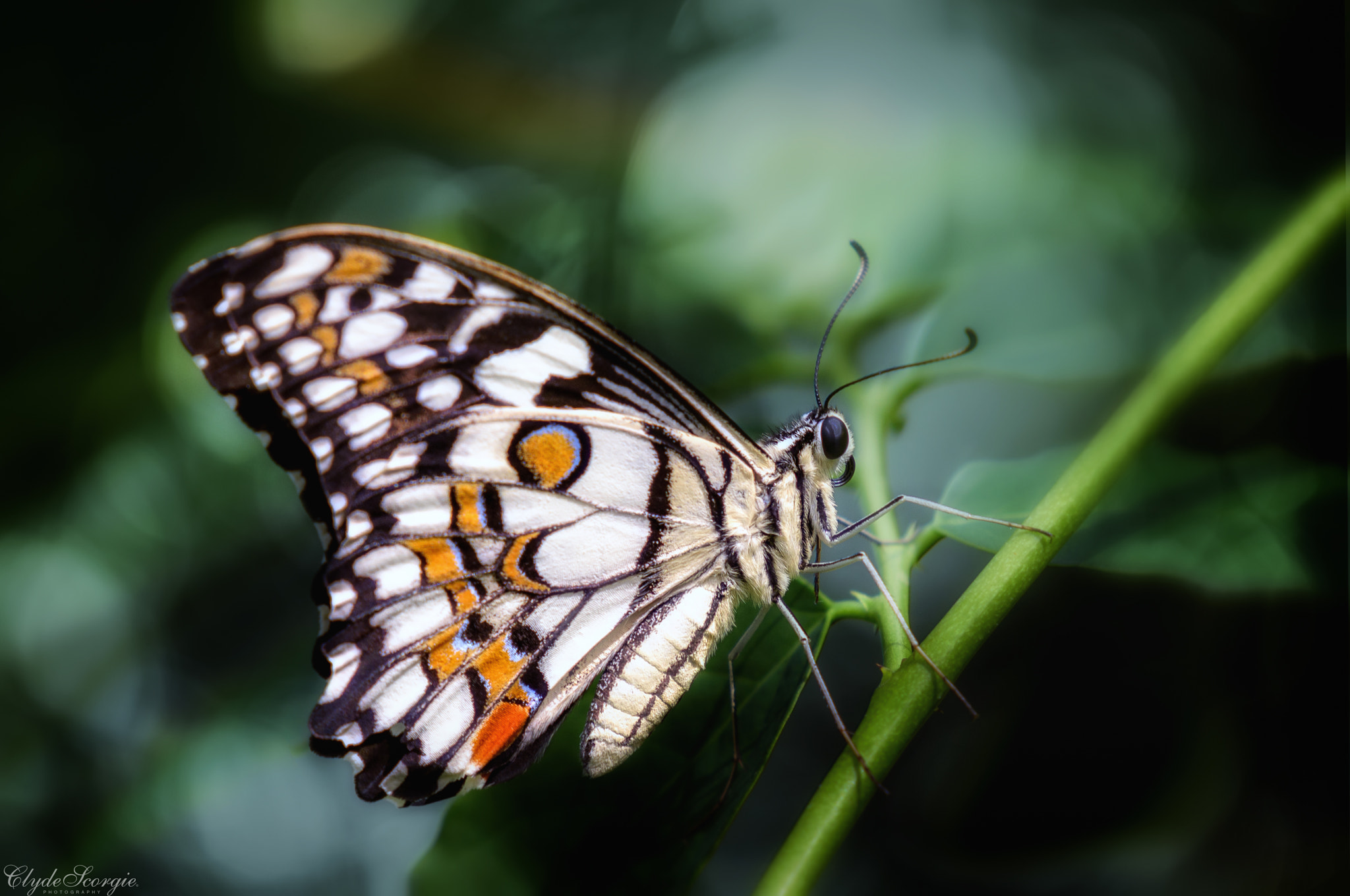 Nikon AF-S Nikkor 200-500mm F5.6E ED VR sample photo. Butterfly butterfly photography
