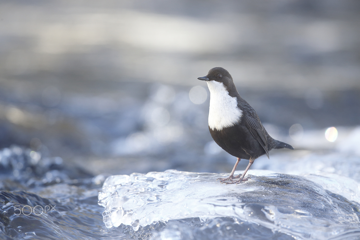 Canon EF 500mm F4L IS II USM sample photo. Ice dipper photography